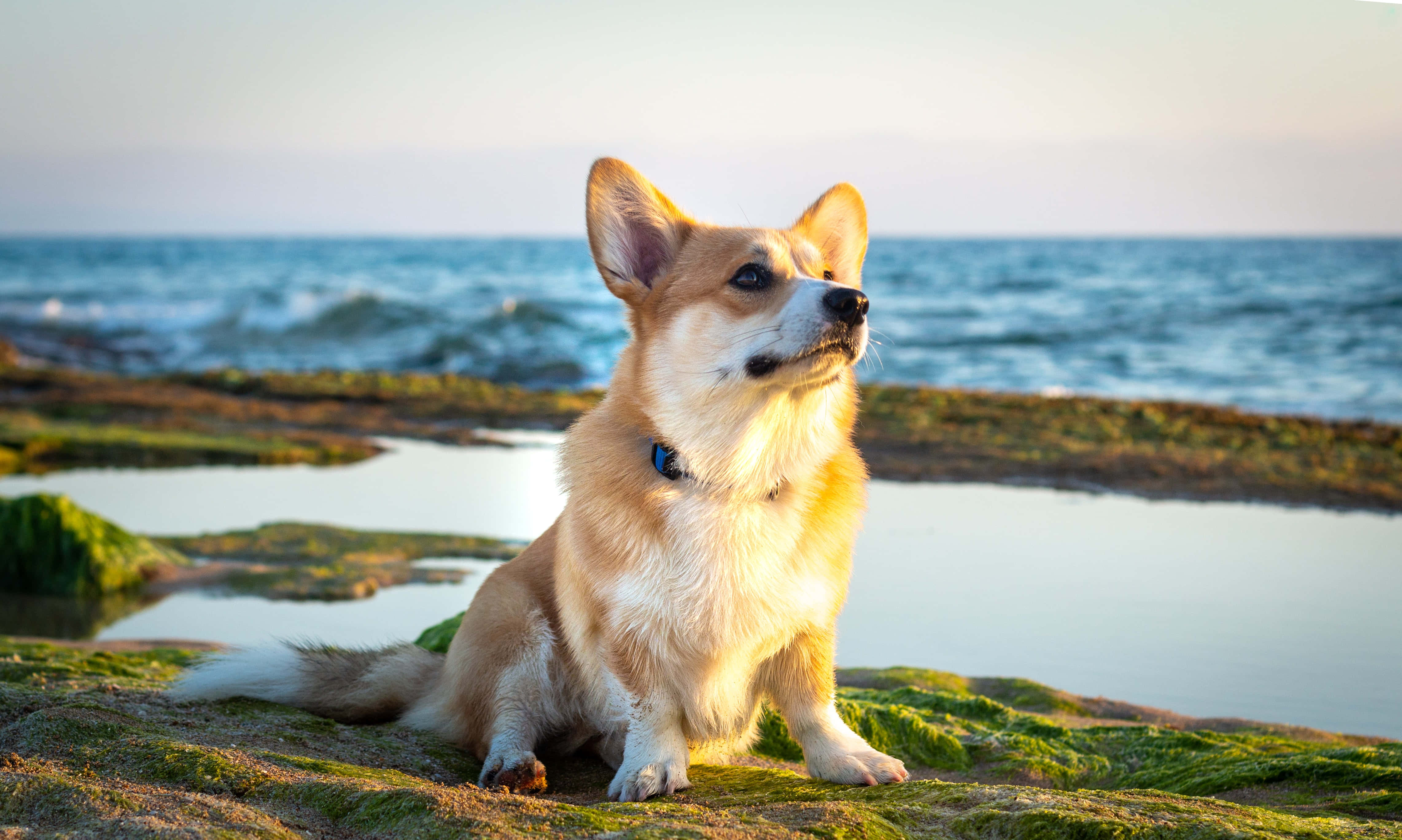 柯基犬照片 壁紙