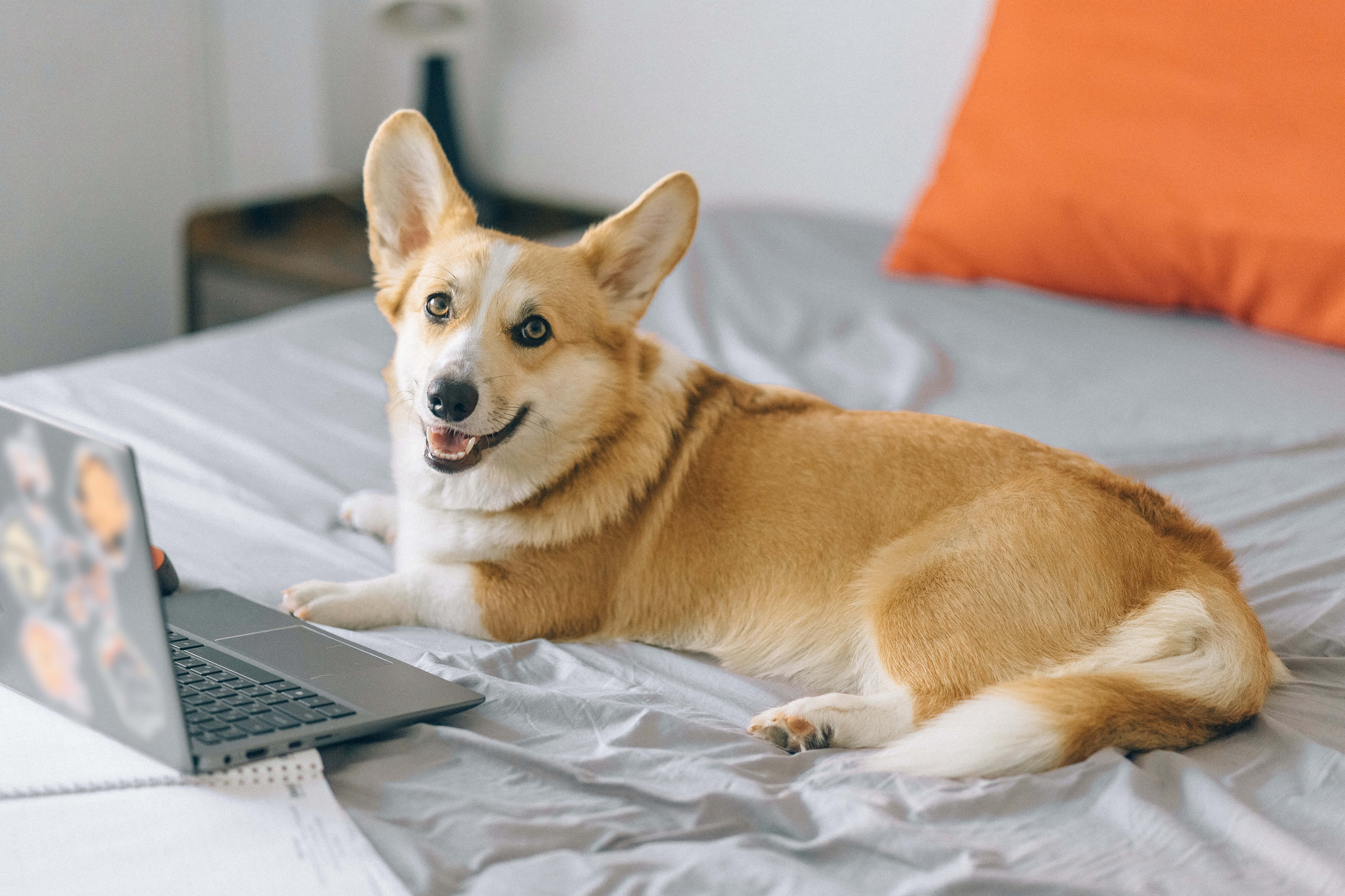 柯基犬照片 壁紙