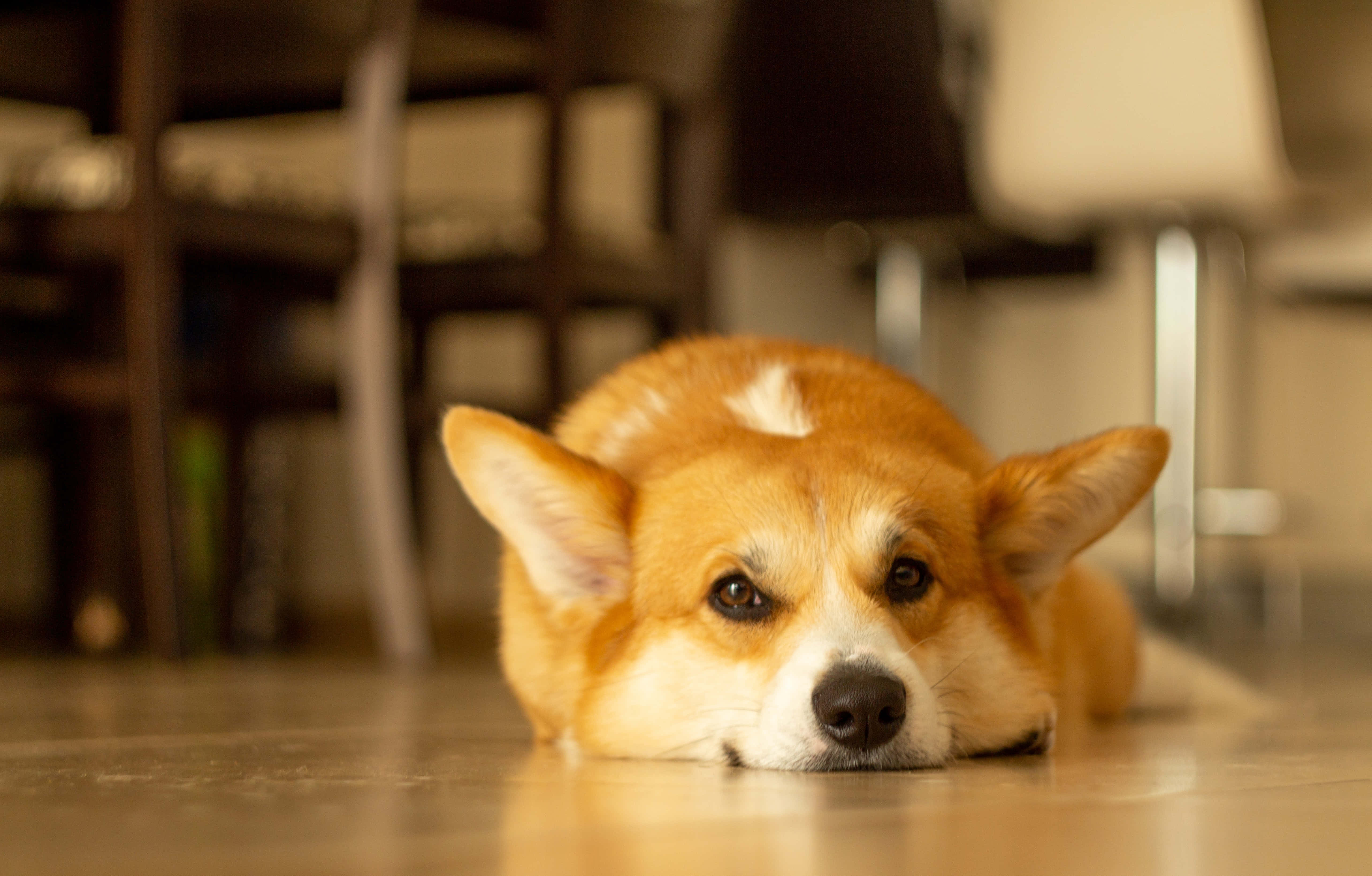 柯基犬照片 壁紙