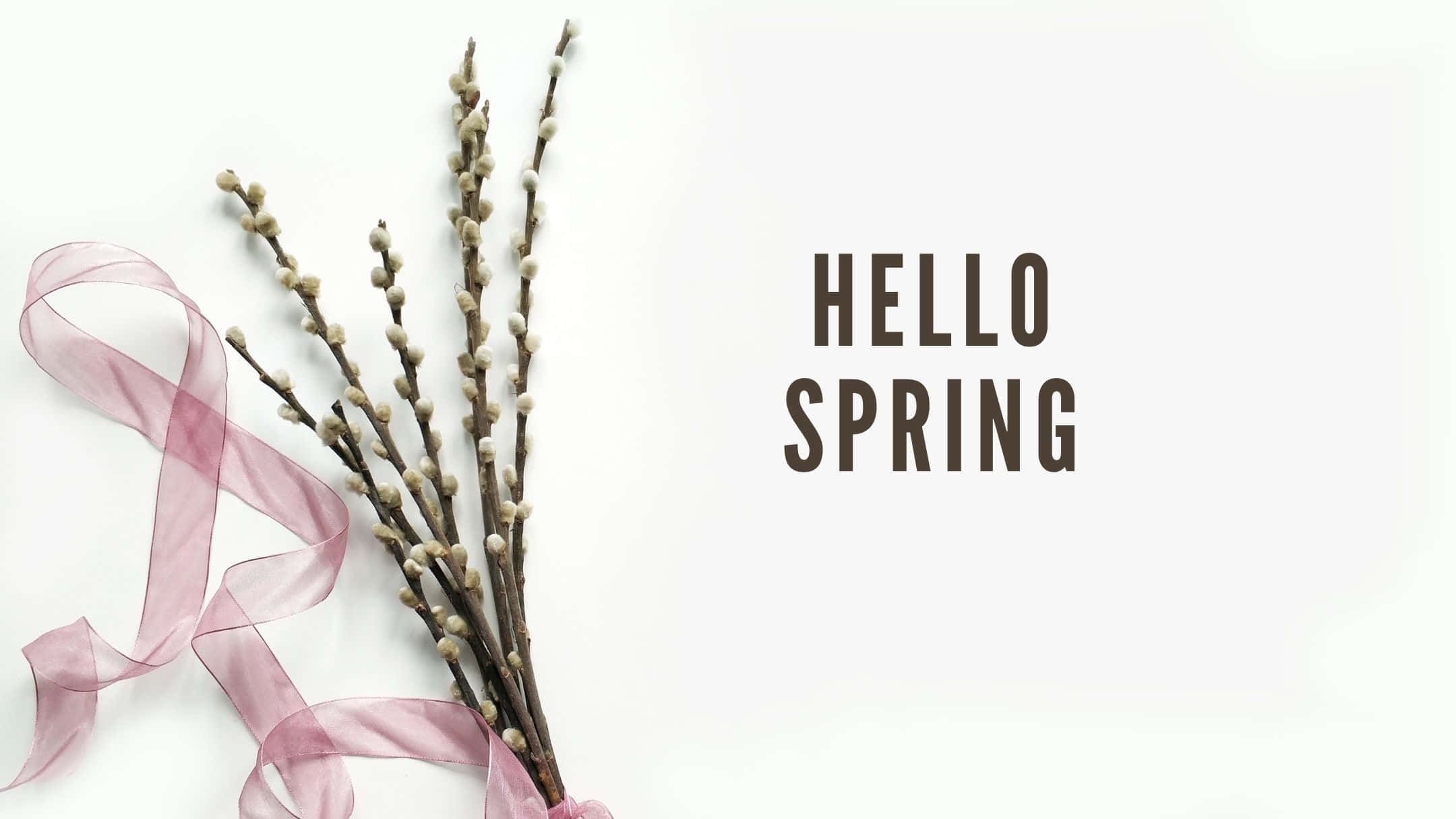 Spring Aesthetic 桌布 壁紙 — 柳枝上帶有毛茸茸的花蕾和一條柔軟的粉紅色絲帶，在潔白的背景上，粗體文字寫著hello spring。