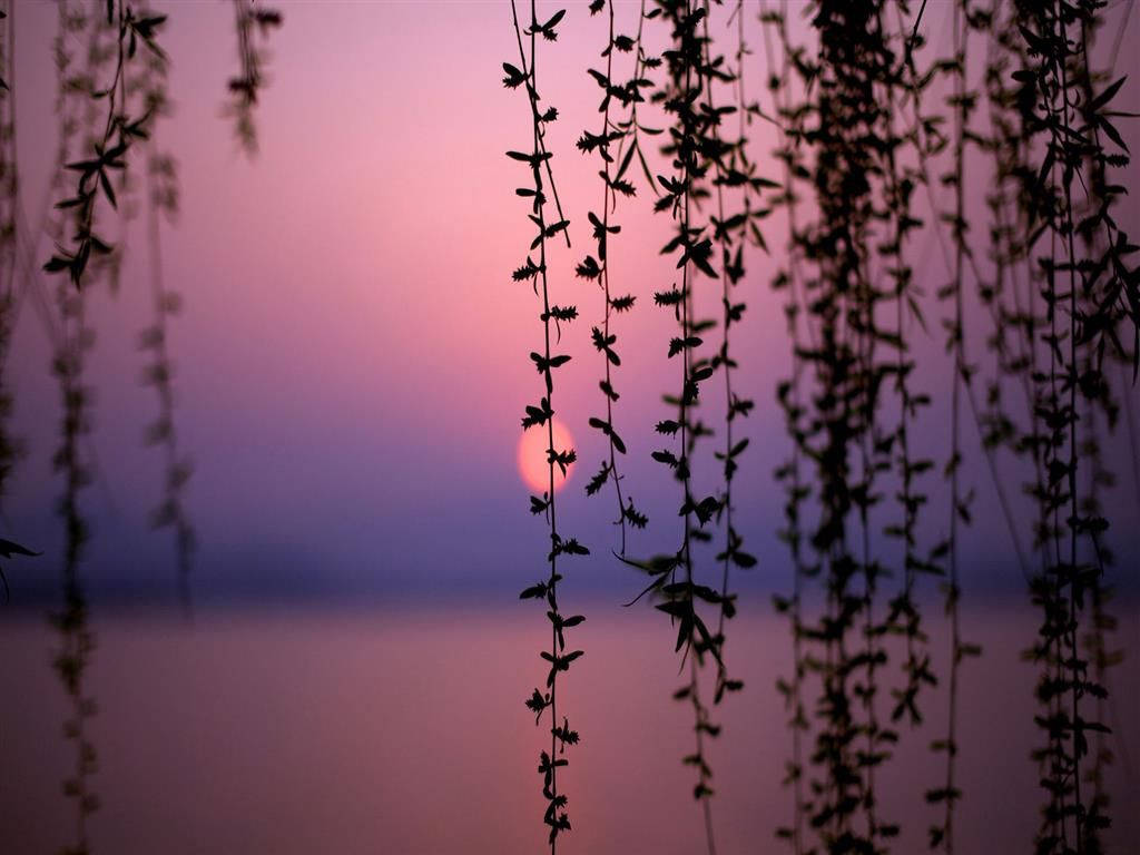 Lake 桌布 壁紙 — 柳枝的剪影框住了一個在平靜紫色湖面上落下的熾熱橙色太陽。