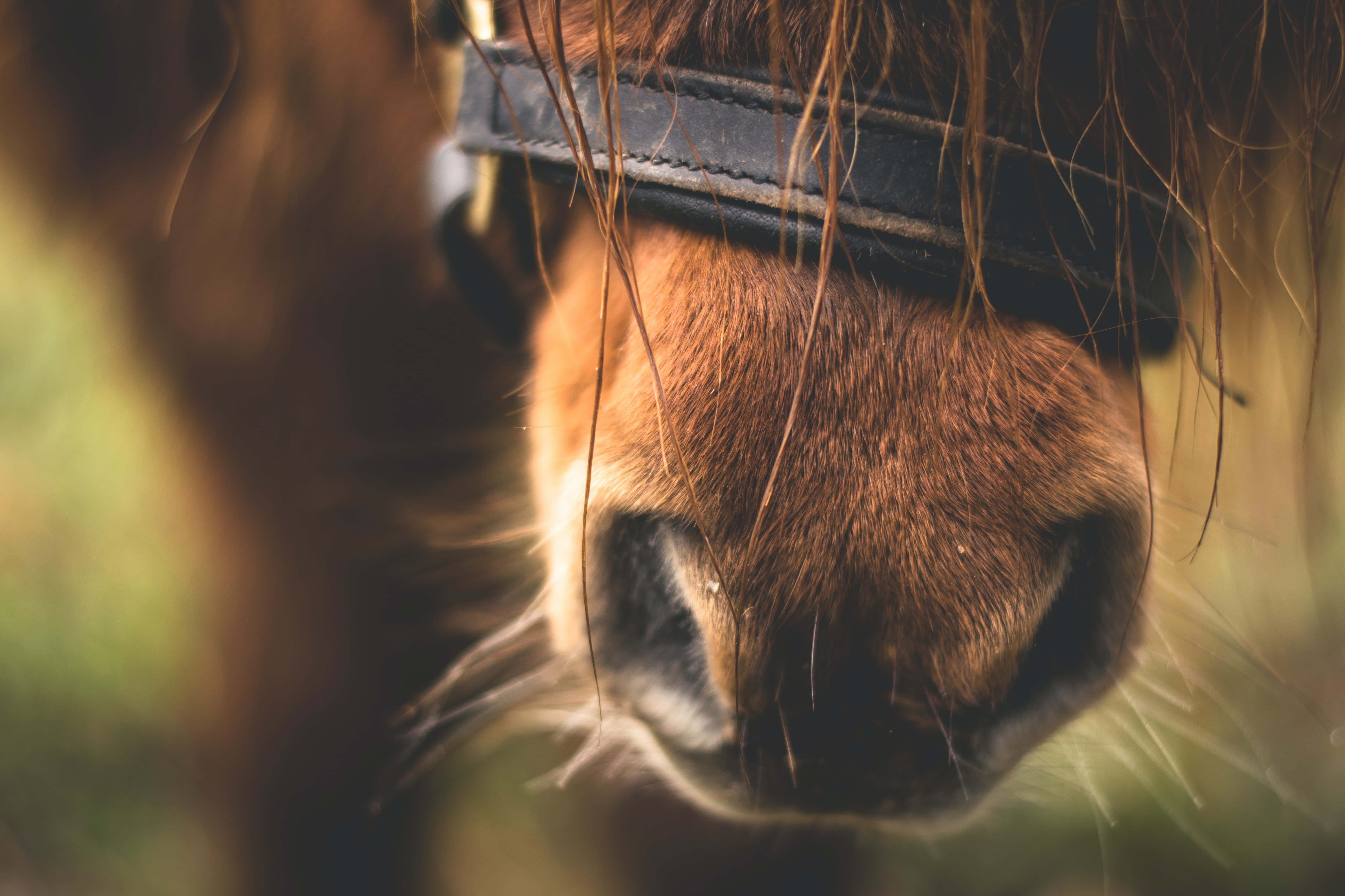 Beautiful Horses 桌布 壁紙 — 栗色馬的鼻口部特寫，戴著黑色韁繩，背景是柔和模糊的綠色。