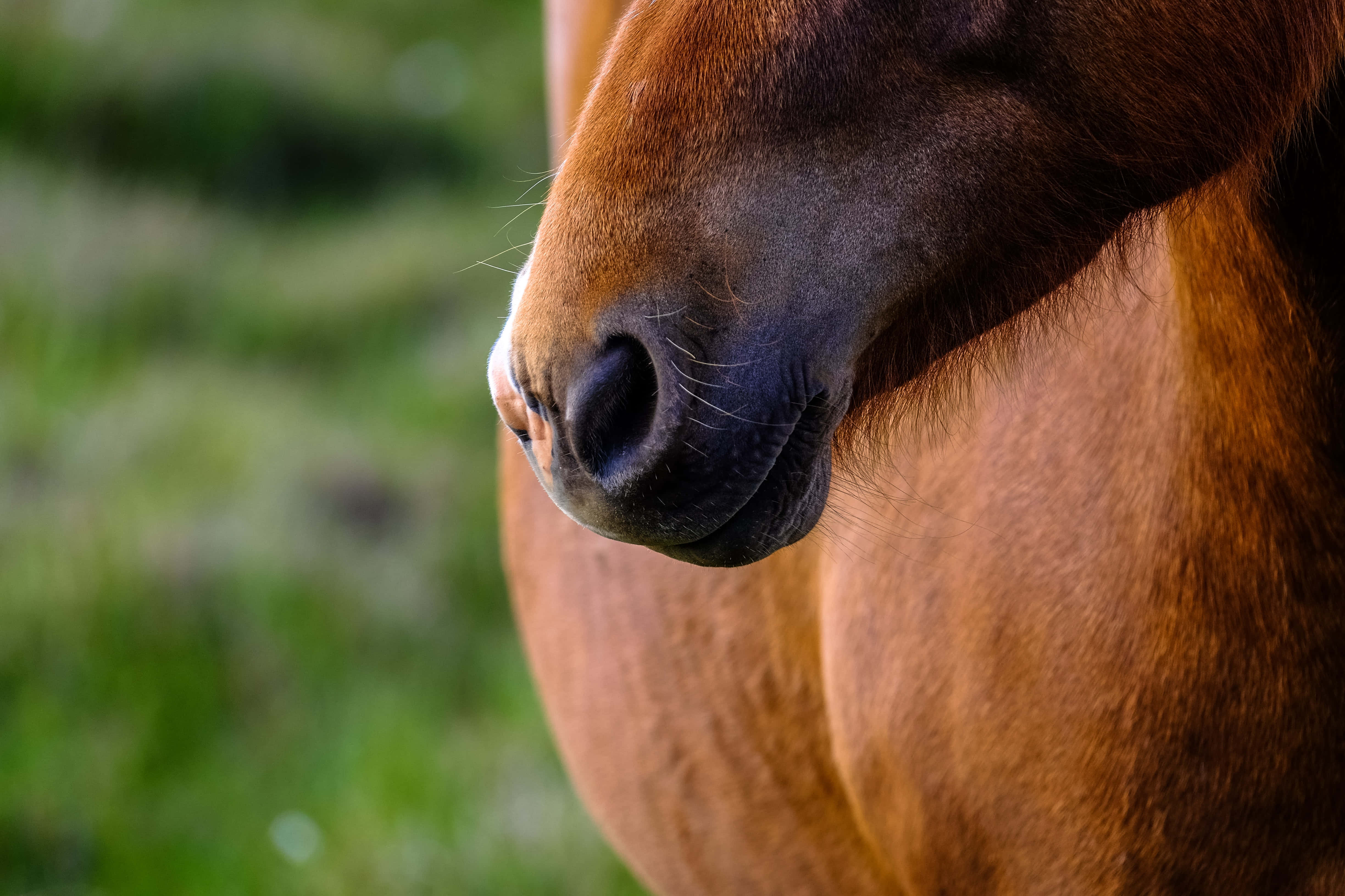 Beautiful Horses 桌布 壁紙 — 栗色馬的鼻子和頸部特寫，背景是柔和的綠色草地。