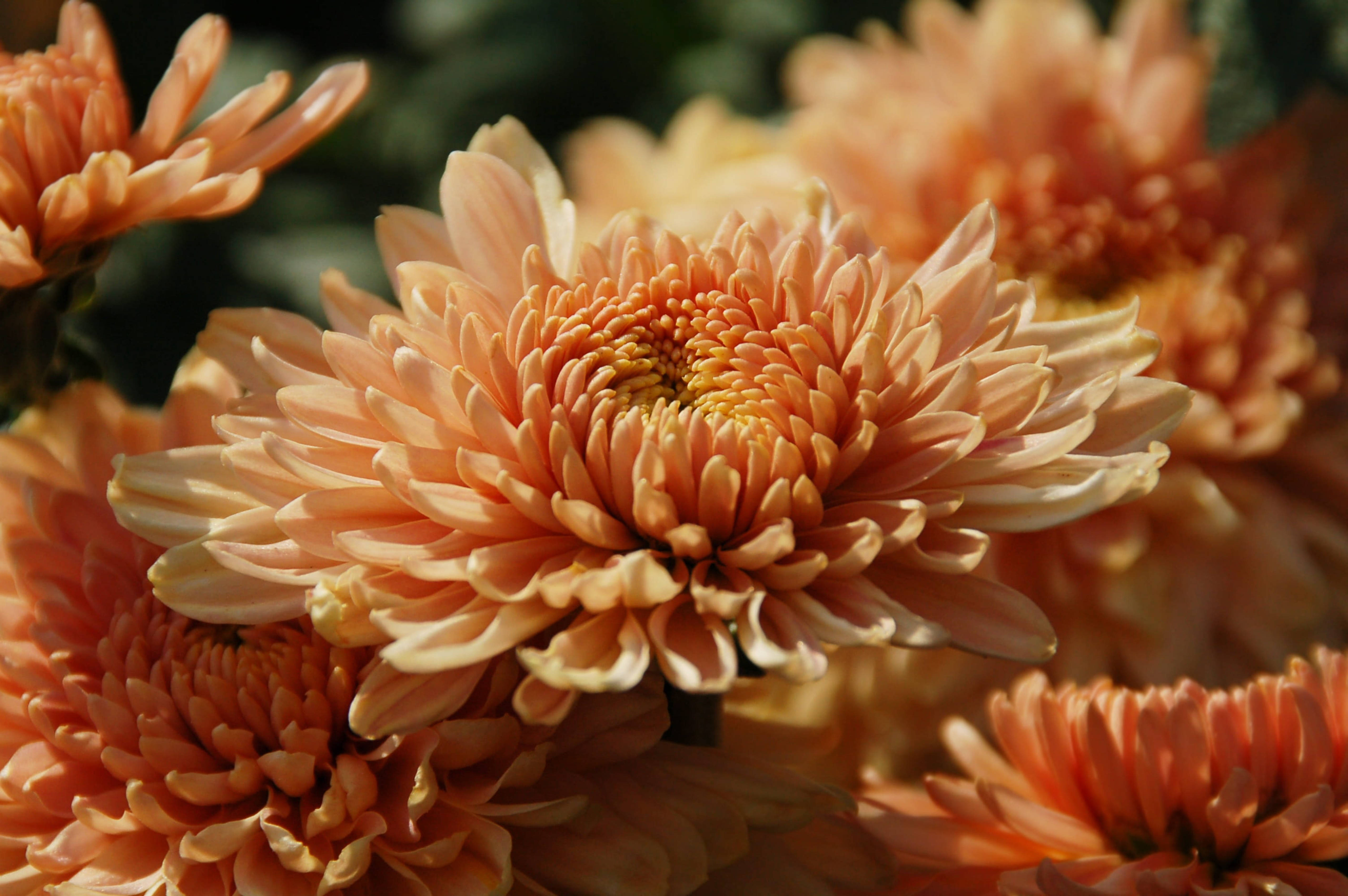 Chrysanthemum 桌布 壁紙 — 桃色菊花特寫，層層花瓣在溫暖陽光下閃耀，背景為模糊的綠色。