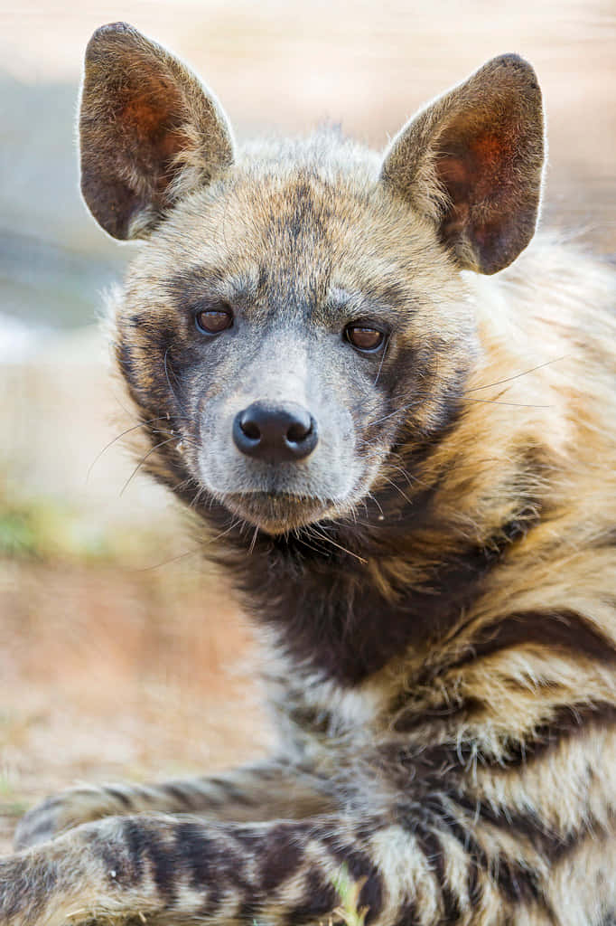 動物 桌布 壁紙 — 條紋鬣狗的近距離特寫，有大耳朵和銳利的眼睛直視鏡頭。
