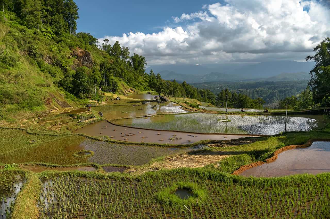 Farm 桌布 壁紙 — 梯田倒映著多雲的天空，沿著翠綠的山坡層層疊疊流向遠山。