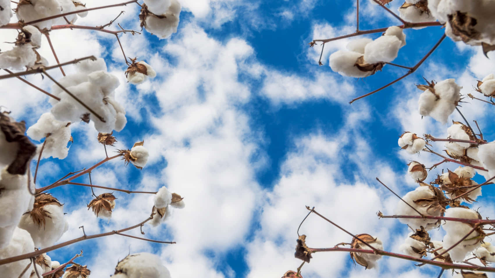 Cotton Field 桌布 壁紙 — 棉花鈴以低角度拍攝，框住一片充滿活力的藍天和 fluffy 白雲。