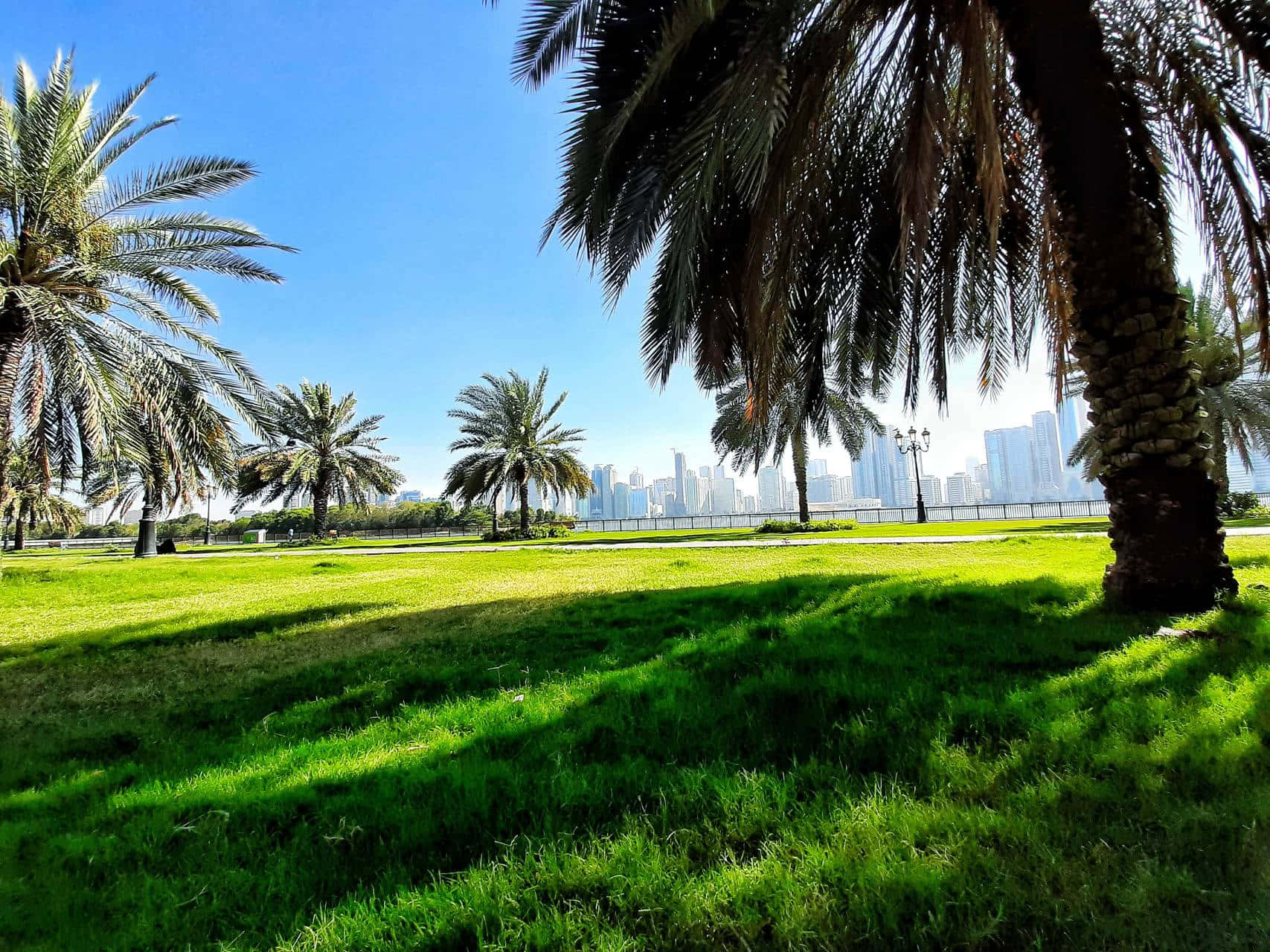 Uae 桌布 壁紙 — 棕櫚樹下茂密的綠草，遠處可見現代城市天際線，天空湛藍清澈。