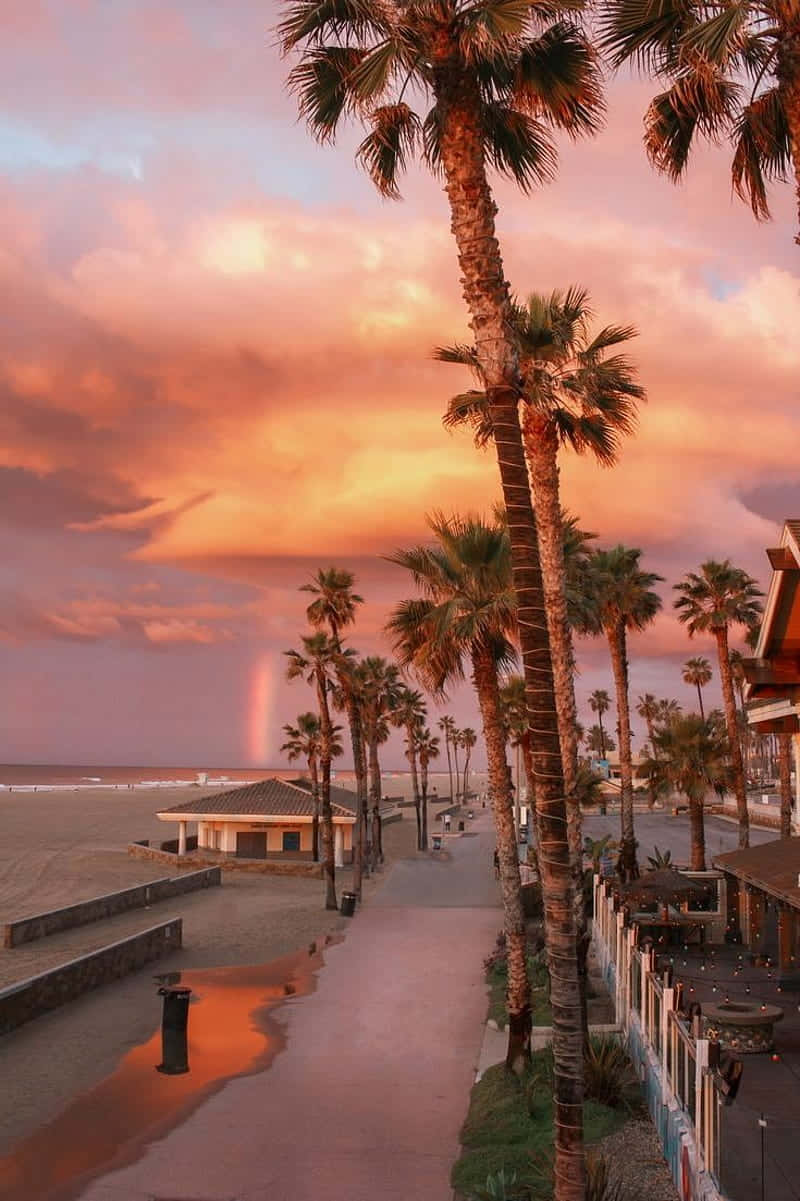 Beach Aesthetic 桌布 壁紙 — 棕櫚樹排列在海邊小徑兩旁，天空呈現戲劇性的日落景色，一道淡淡的彩虹橫跨海洋。