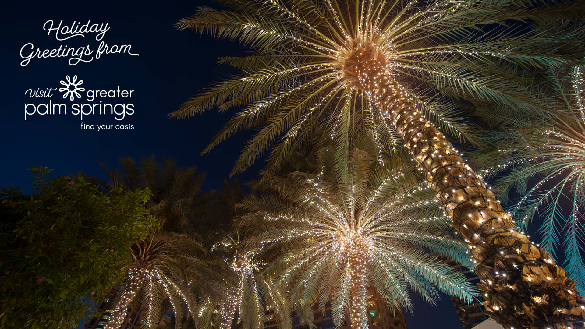 Palm Trees 桌布 壁紙 — 棕櫚樹掛滿閃爍的燈串，在深邃的夜空下閃耀，營造出節日氣氛。