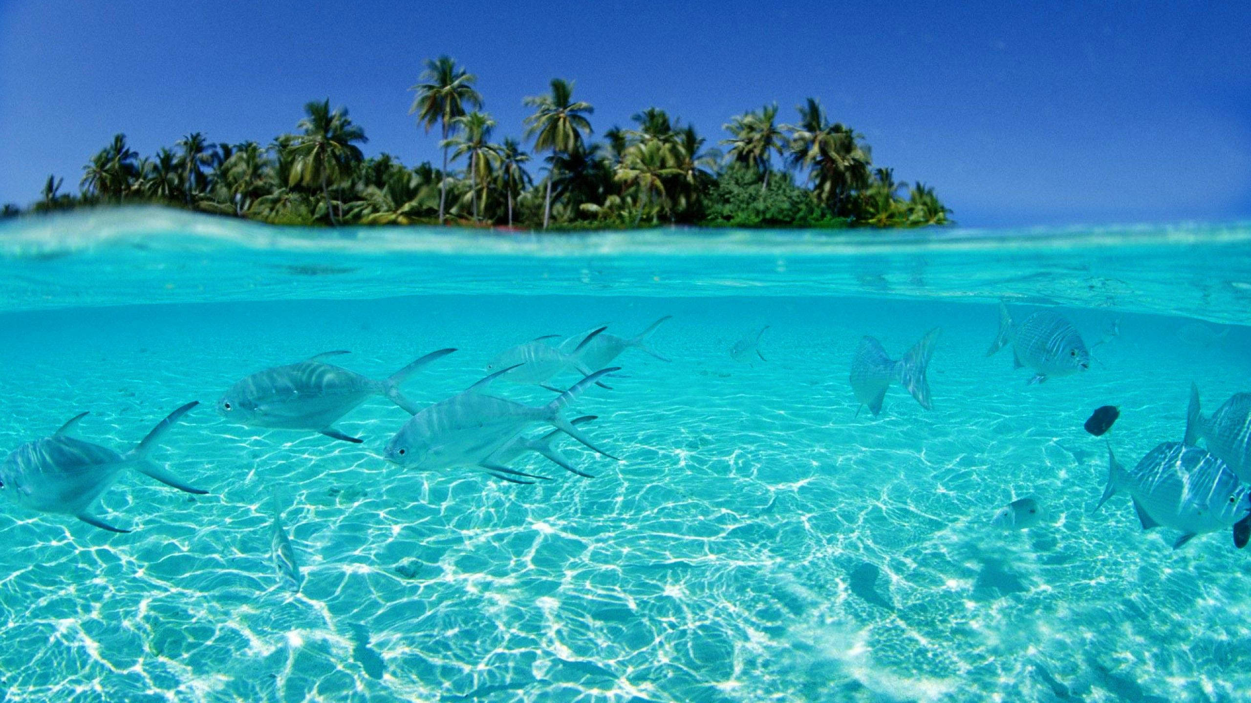 Aquatic 桌布 壁紙 — 棕櫚樹環繞的熱帶島嶼上方，銀色魚群在清澈碧綠的海水中游動的水下景觀。