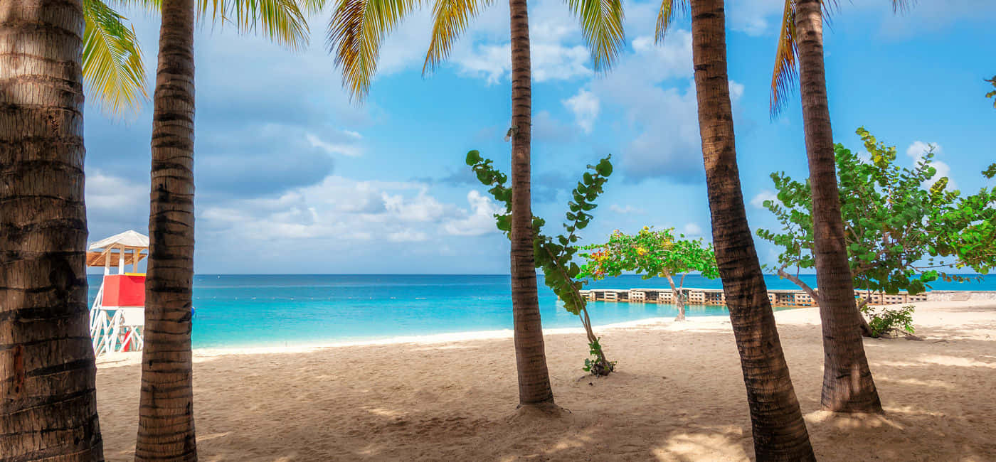 Jamaican Island 桌布 壁紙 — 棕櫚樹環繞的熱帶海灘，碧綠的海水和白色沙灘，在明亮的藍天下。