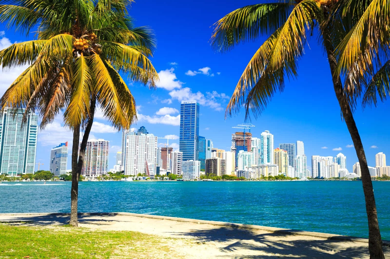 Miami 桌布 壁紙 — 棕櫚樹環繞著充滿活力的綠松石海灣，現代城市天際線在明亮的藍天下。