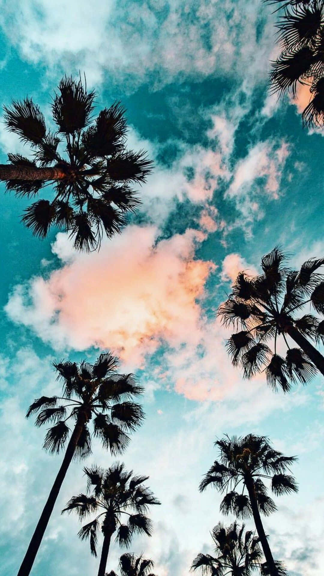 Cute Palm Tree 桌布 壁紙 — 棕櫚樹的剪影伸向一片充滿活力的天空，天空被塗上青綠色的雲朵和柔和的粉紅色日落色調。