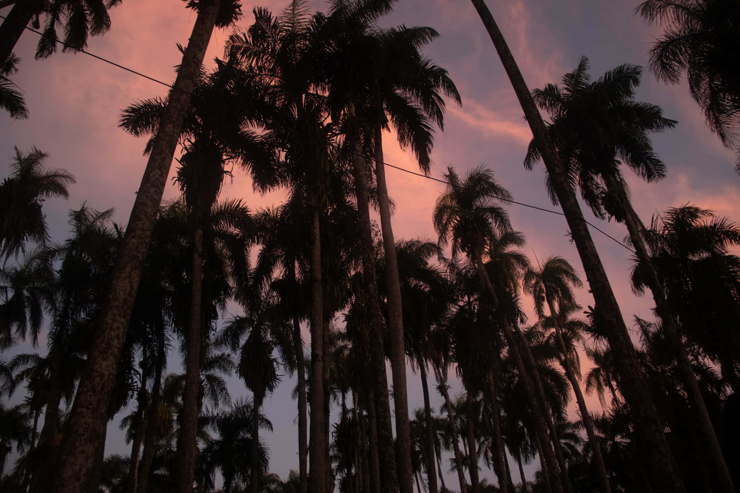 夕陽天空 桌布 壁紙 — 棕櫚樹的剪影伸向充滿活力的粉紅色和紫色日落天空。