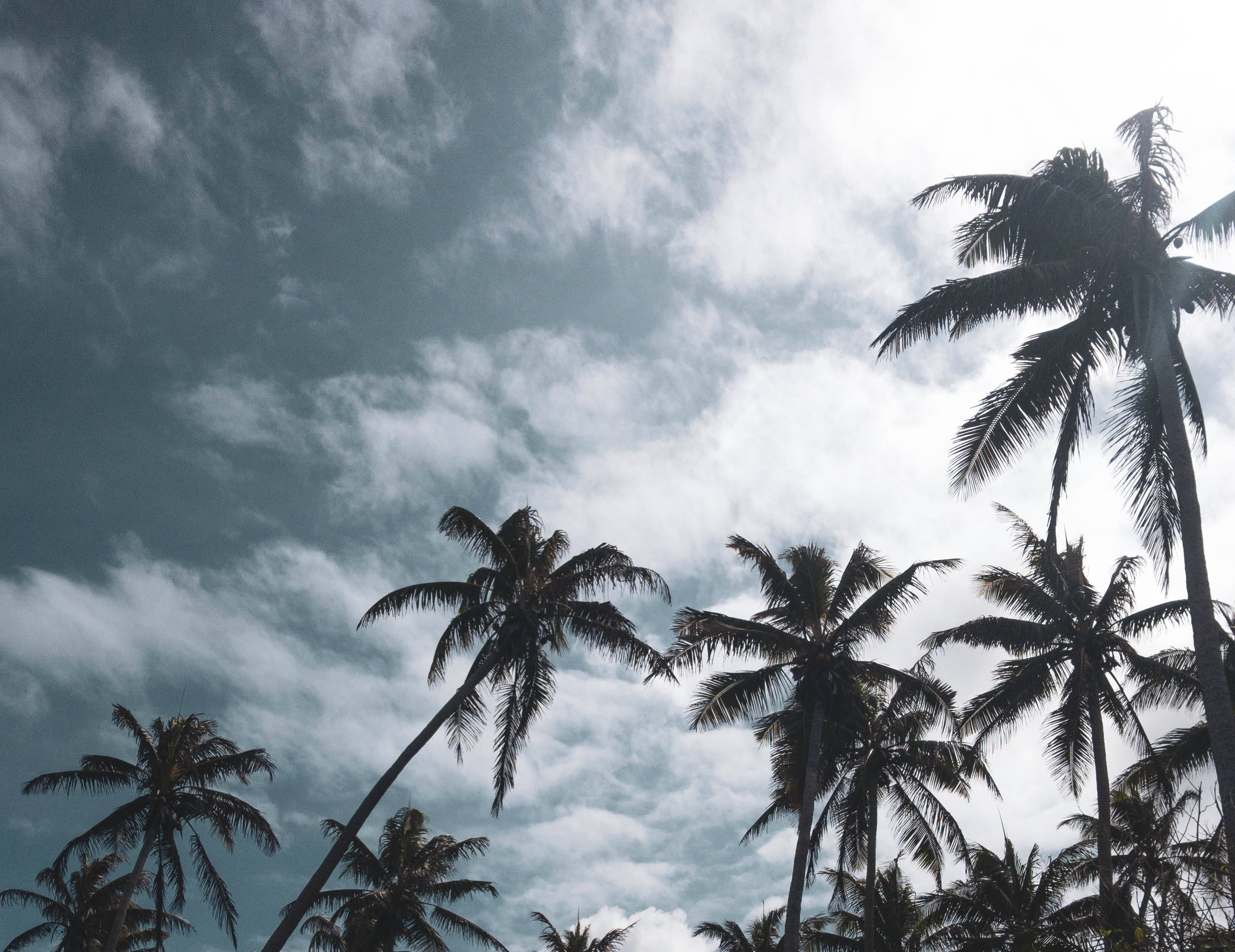 Vanuatu 桌布 壁紙 — 棕櫚樹的剪影伸向戲劇性的多雲天空，帶有憂鬱的藍色和白色色調。
