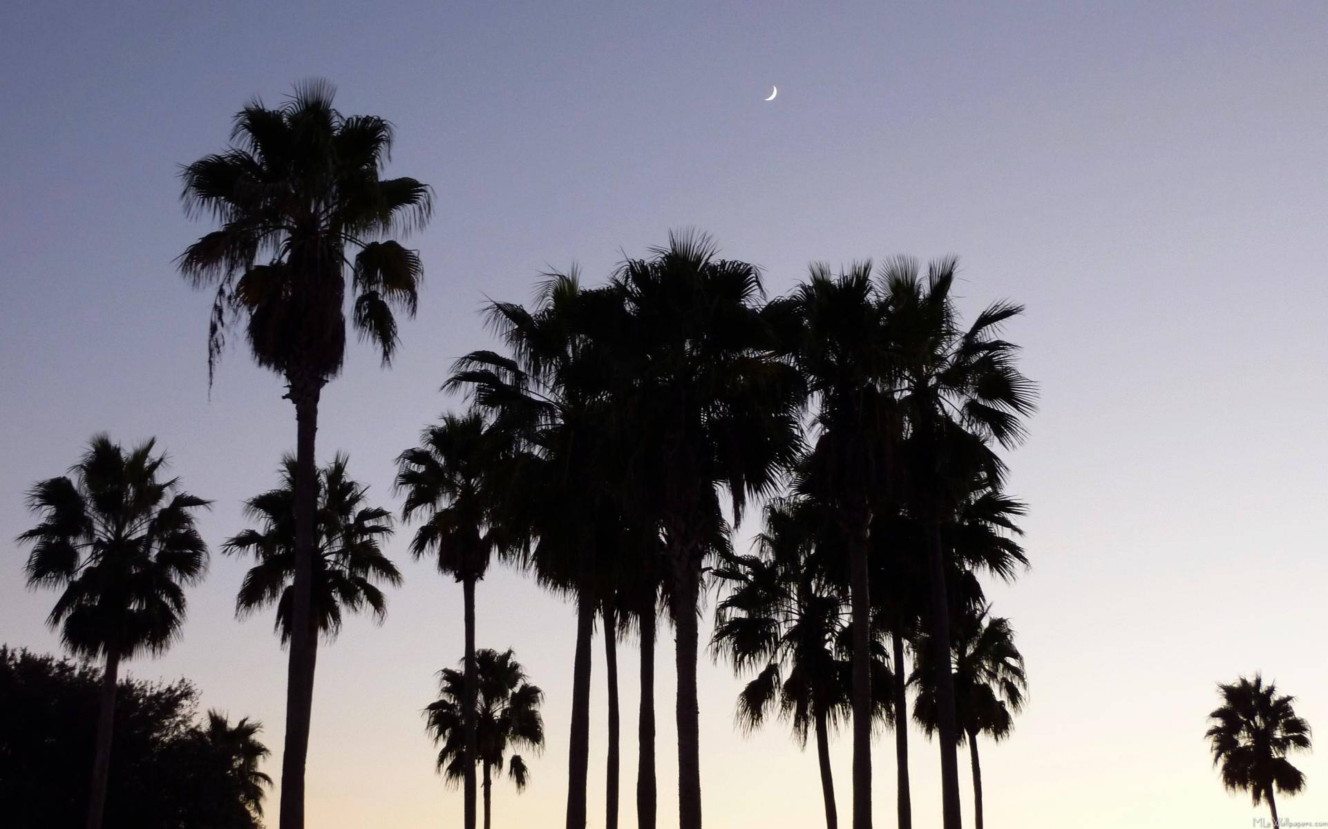 Tumblr Sunset Desktop 桌布 壁紙 — 棕櫚樹的剪影伸向暮色天空，一彎精緻的月牙在上方閃耀。