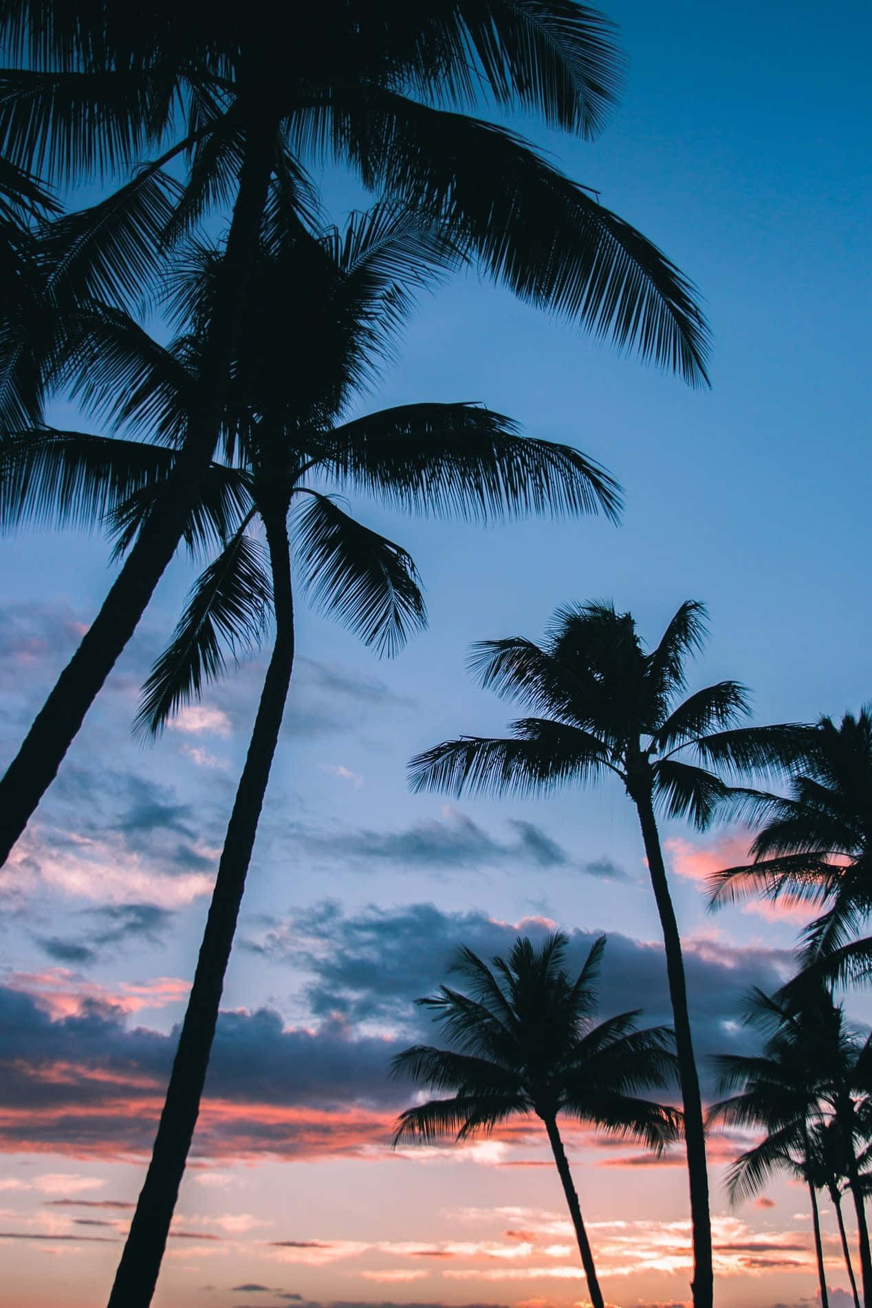 Coconut Tree 桌布 壁紙 — 棕櫚樹的剪影伸向被柔和粉紅與深藍色調塗抹的暮色天空。