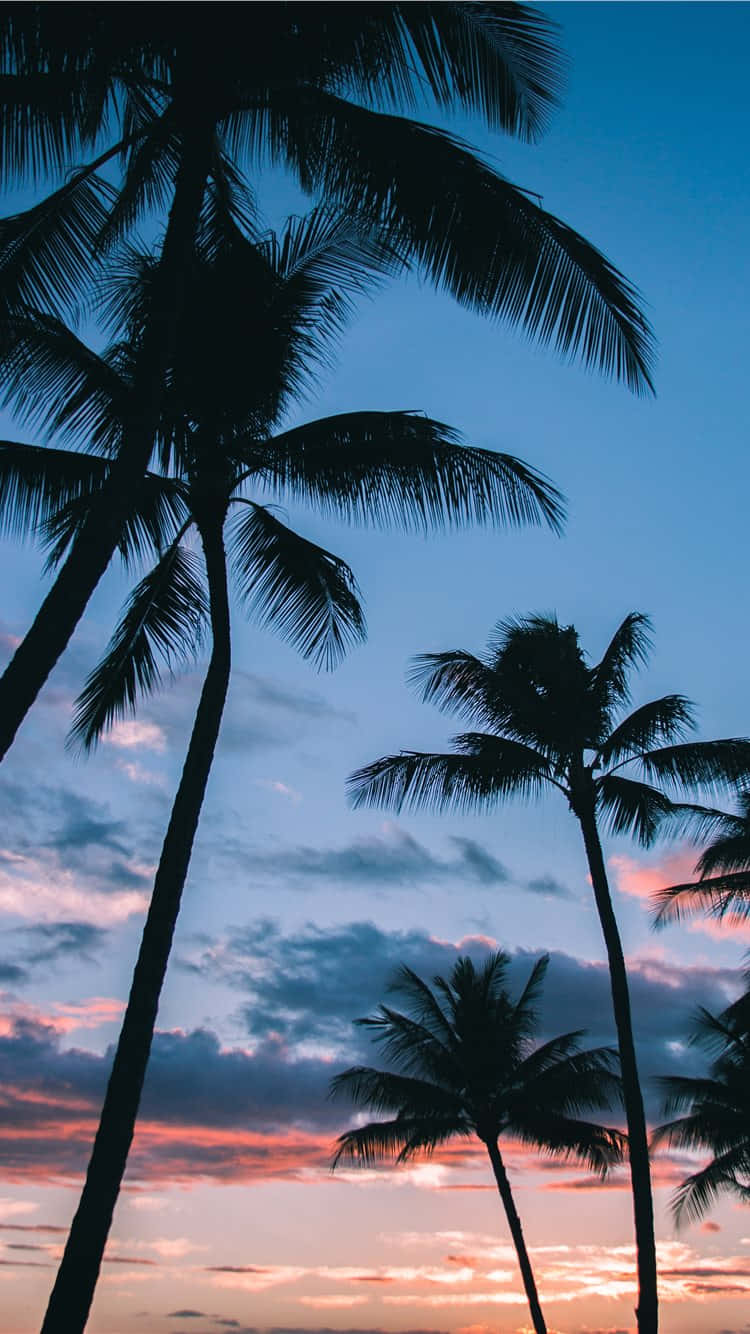 Palm Tree iPhone 桌布 壁紙 — 棕櫚樹的剪影伸向被柔和粉紅色和深藍色雲彩塗抹的暮色天空。