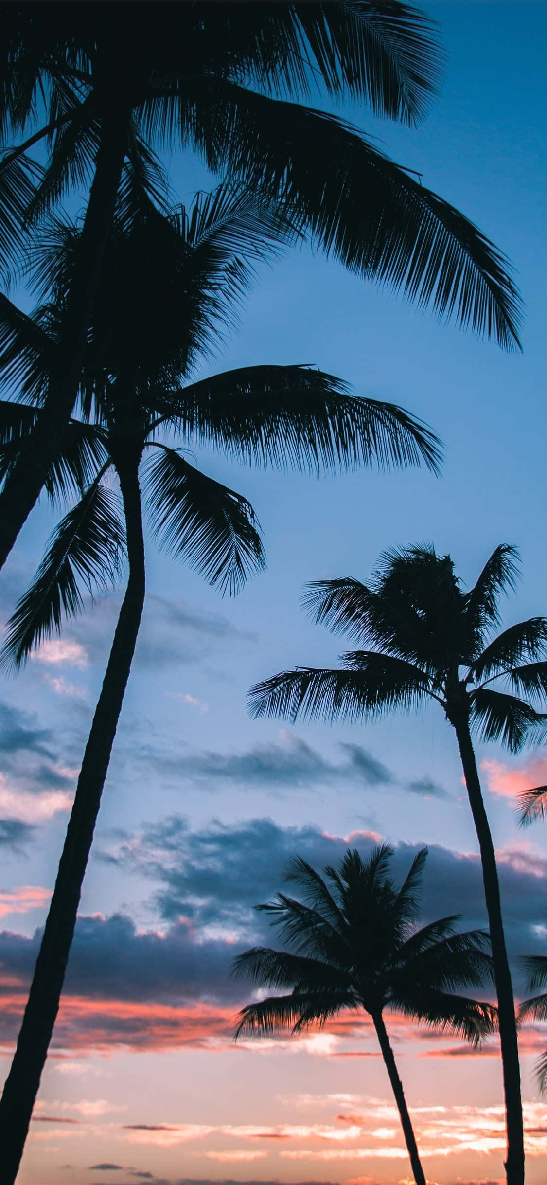 Palm Tree iPhone 桌布 壁紙 — 棕櫚樹的剪影伸向被柔和藍色和火熱橙色渲染的暮色天空。