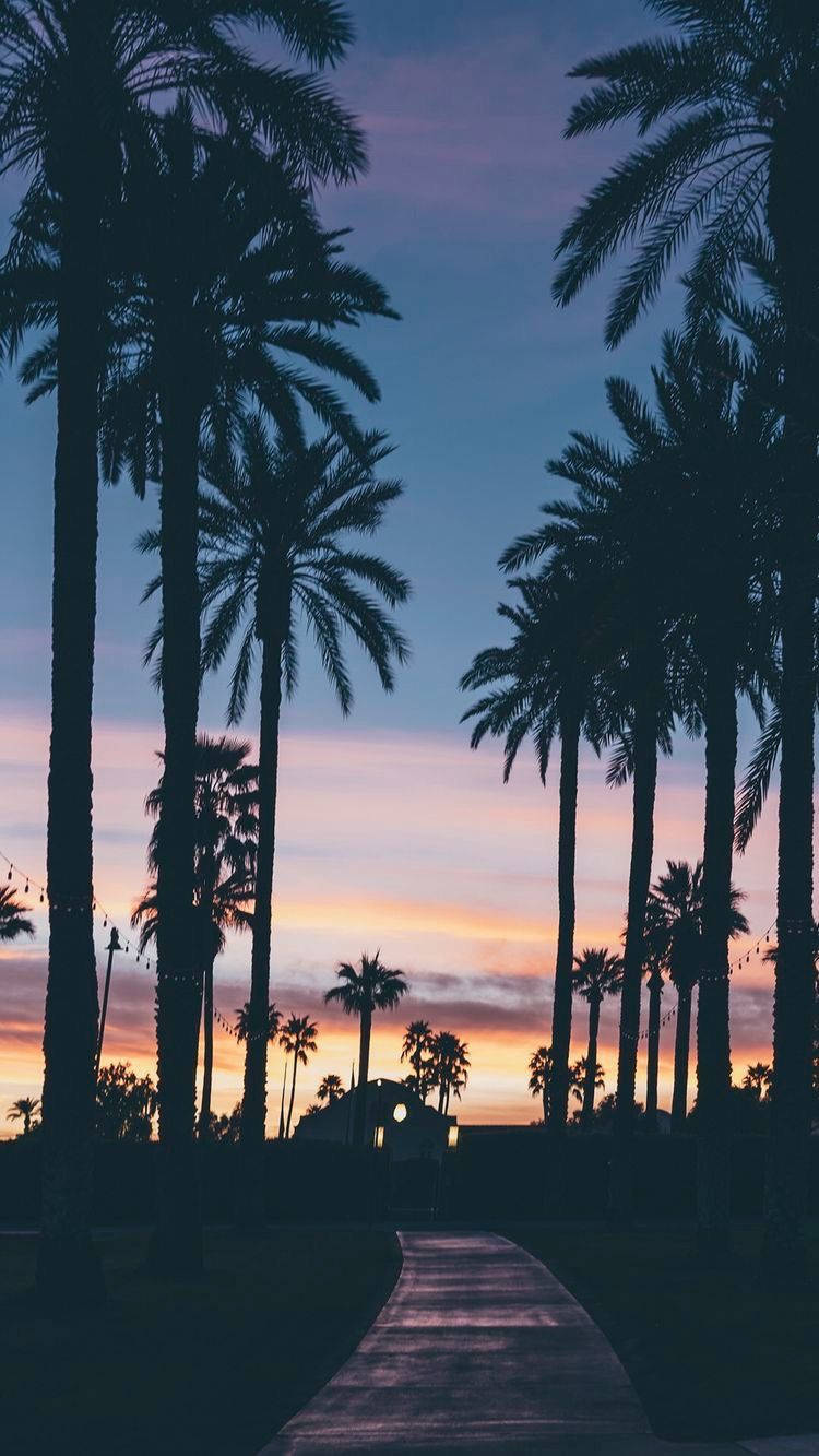 Palm 桌布 壁紙 — 棕櫚樹的剪影勾勒出一條蜿蜒小徑，在暮色天空下，天空塗滿柔和的紫色和橙色。