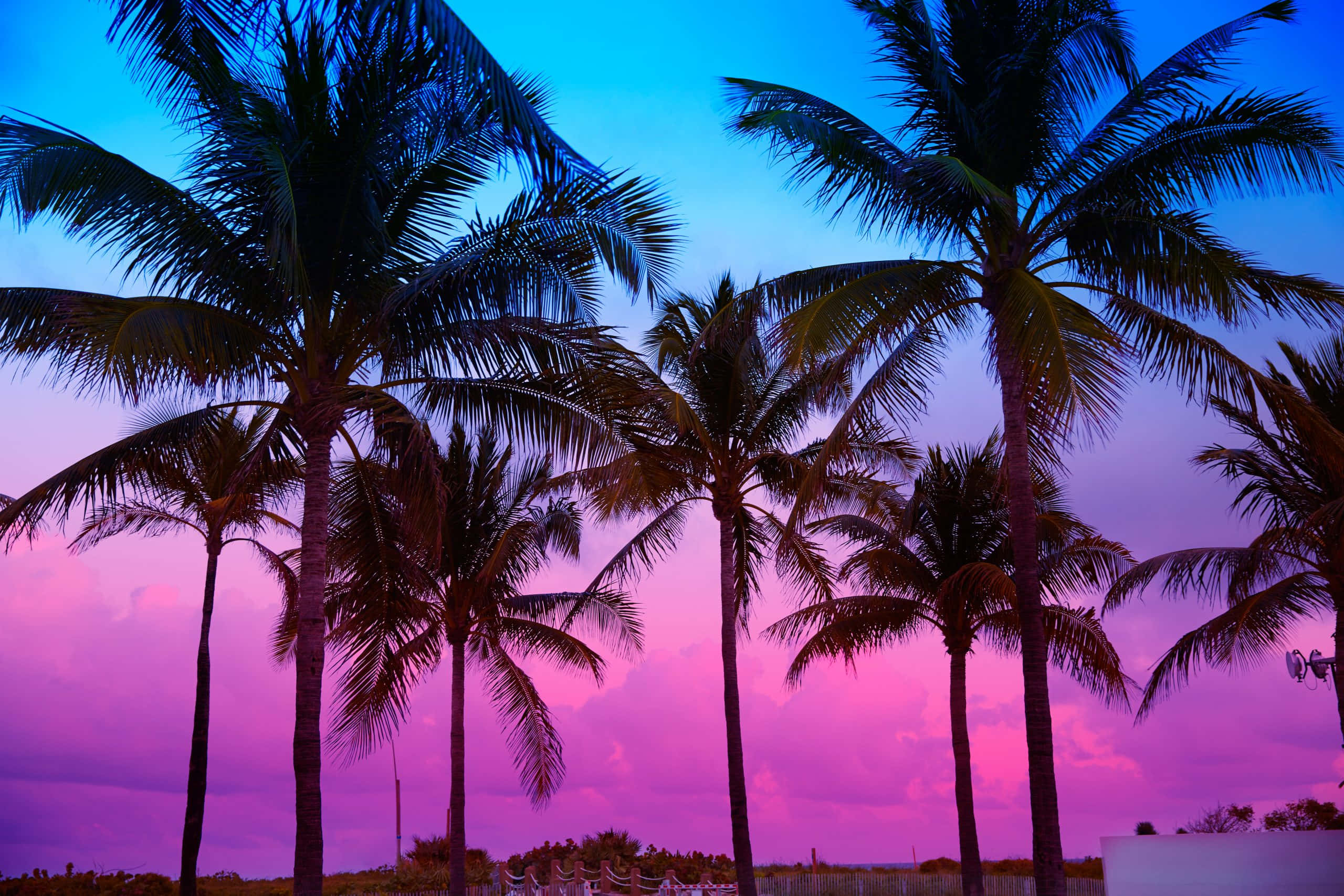 Beach Palm Trees 桌布 壁紙 — 棕櫚樹的剪影在充滿活力的暮色天空中高高聳立，天空被染成電光粉紅和深藍色調。