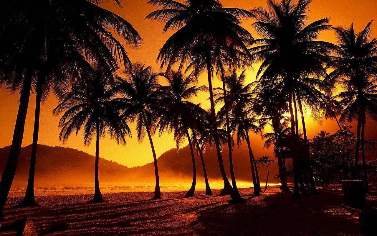 Tumblr Sunset Desktop 桌布 壁紙 — 棕櫚樹的剪影在寧靜的熱帶海灘上，襯托著火紅的橙色日落高高聳立。