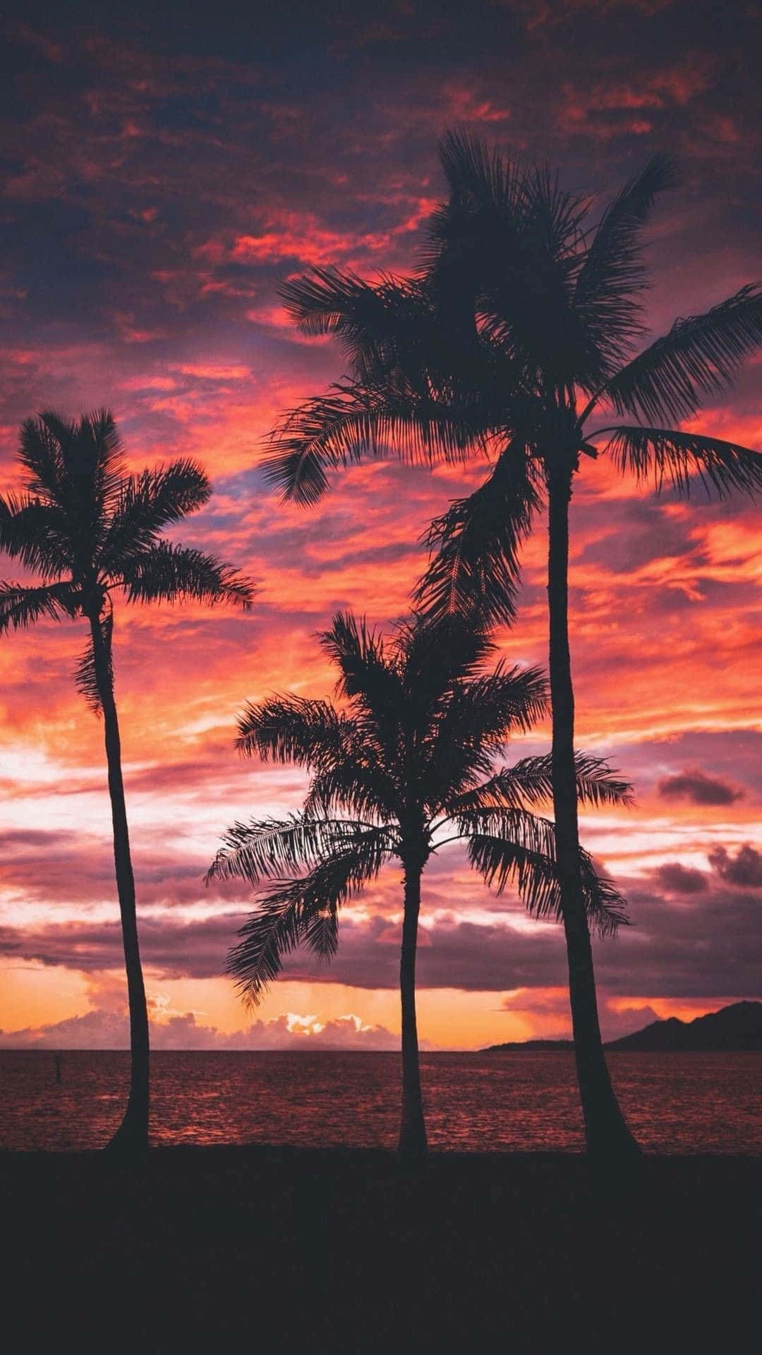 樹木 桌布 壁紙 — 棕櫚樹的剪影在平靜的海面上，映襯著火紅的日落天空，高高聳立。