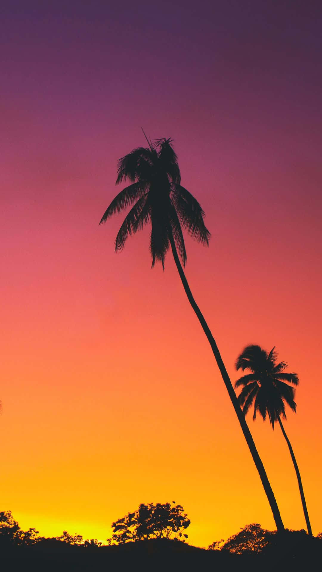 Android Summer 桌布 壁紙 — 棕櫚樹的剪影在日落時分延伸，映襯著從橙色漸變到紫色的鮮豔天空。