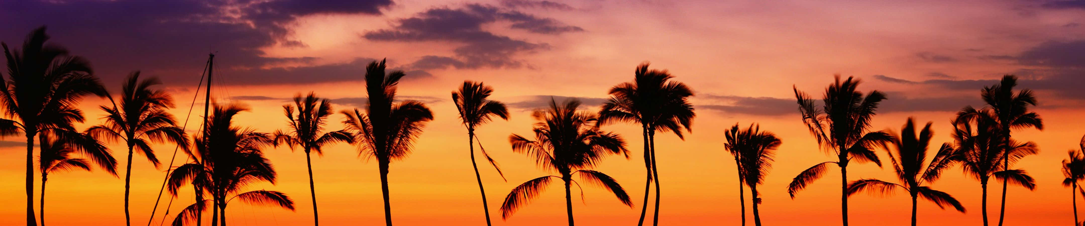 4320x900 桌布 壁紙 — 棕櫚樹的剪影在火熱的橙色和紫色日落天空中高高聳立。