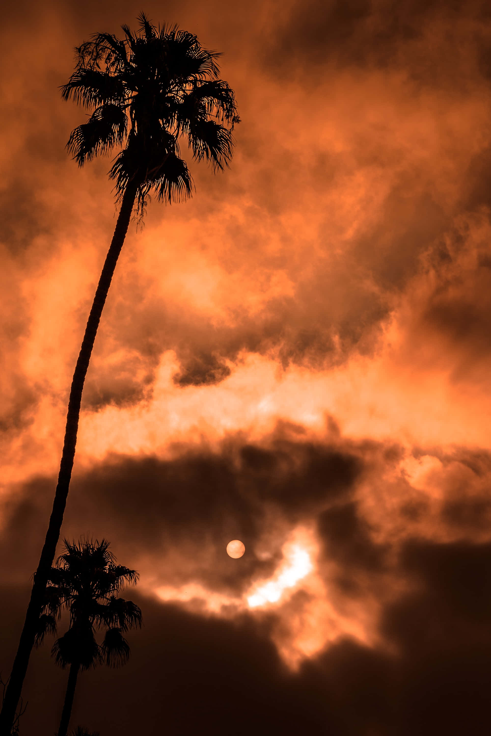 Silhouette 桌布 壁紙 — 棕櫚樹的剪影在火紅橙色的日落天空下高聳而立，伴隨著戲劇性的雲彩和發光的太陽。