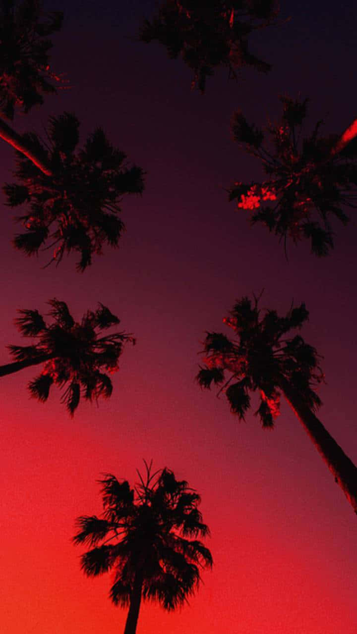 Palm Trees 桌布 壁紙 — 棕櫚樹的剪影在火紅與紫色的暮色天空中向上伸展。