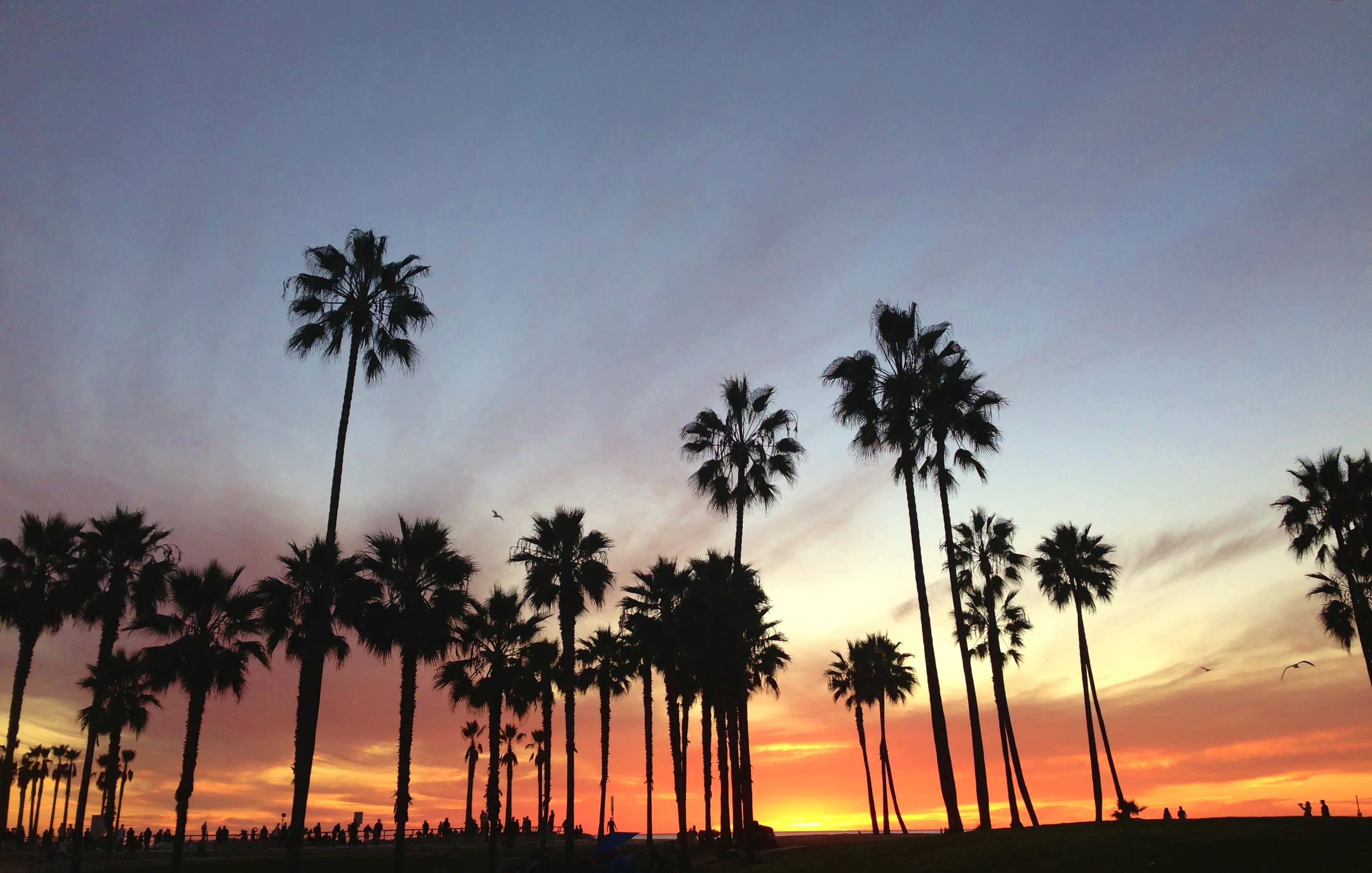 California Summer 桌布 壁紙 — 棕櫚樹的剪影在融合橙色、粉紅色和藍色色調的充滿活力的日落天空中高高聳立。