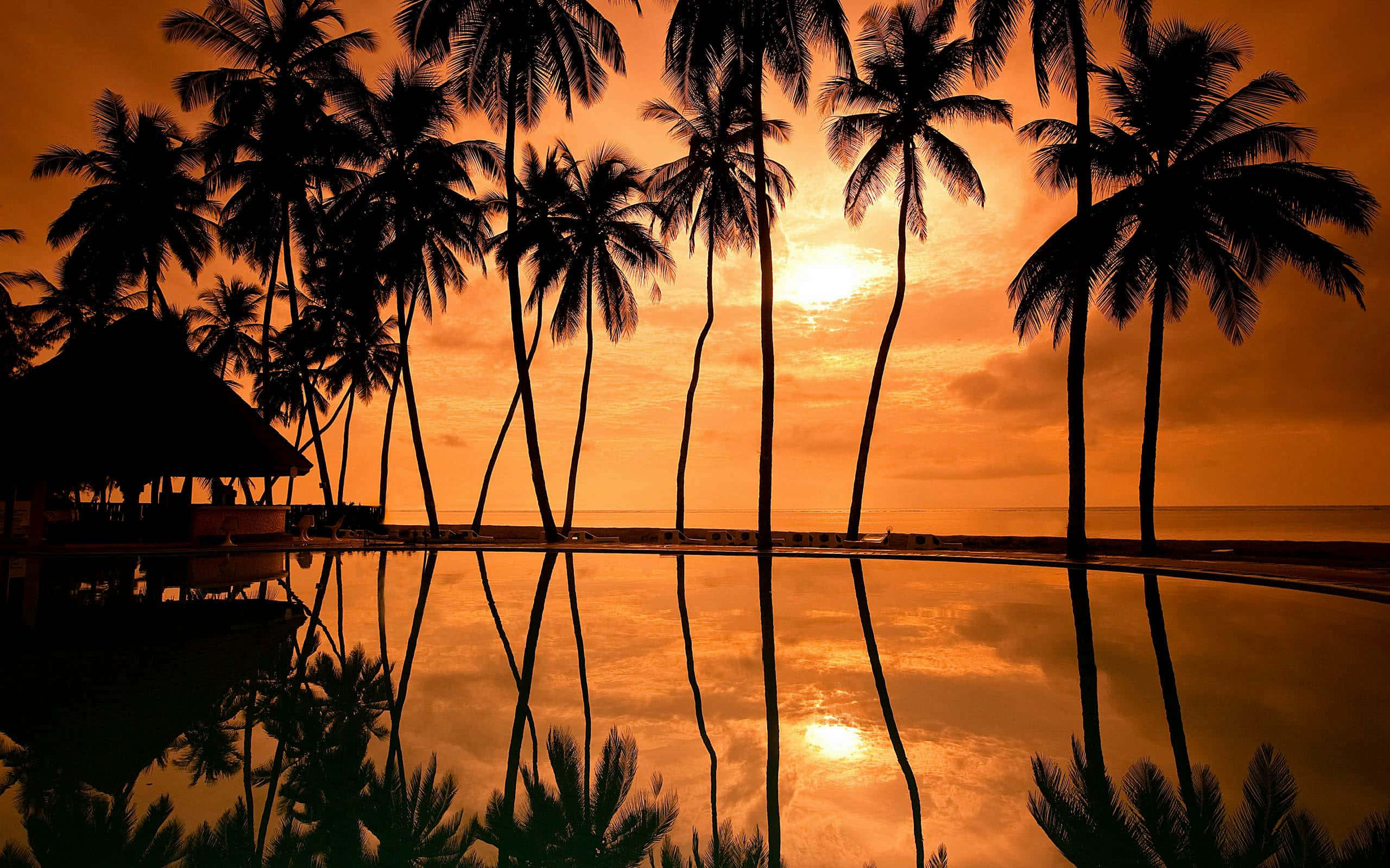 Beach Palm Trees 桌布 壁紙 — 棕櫚樹的剪影框住了一個發光的橙色日落，完美地反射在寧靜的無邊際泳池中。