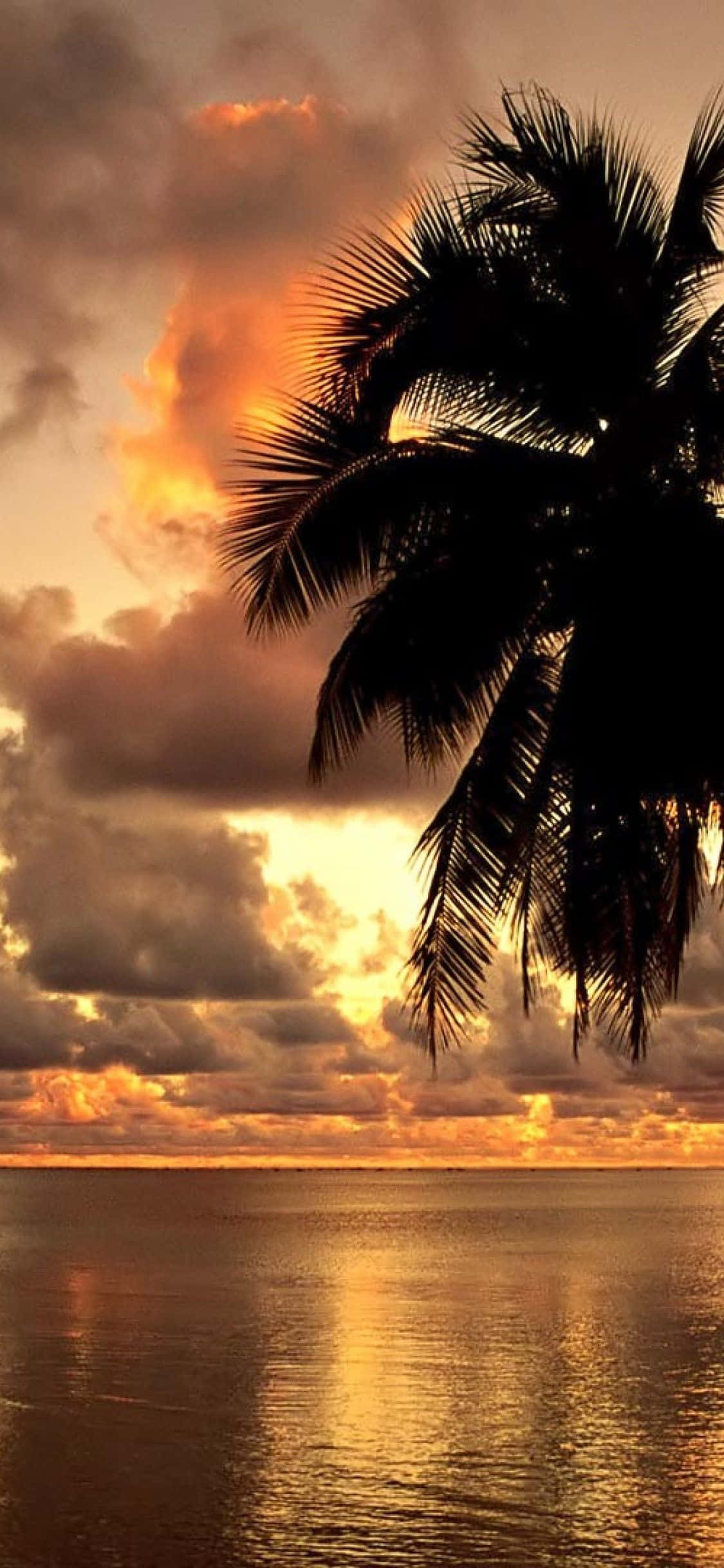 Hawaii iPhone 桌布 壁紙 — 棕櫚樹的剪影框住了平靜海洋上壯麗的日落，天空佈滿火紅的橙色和金色雲彩。