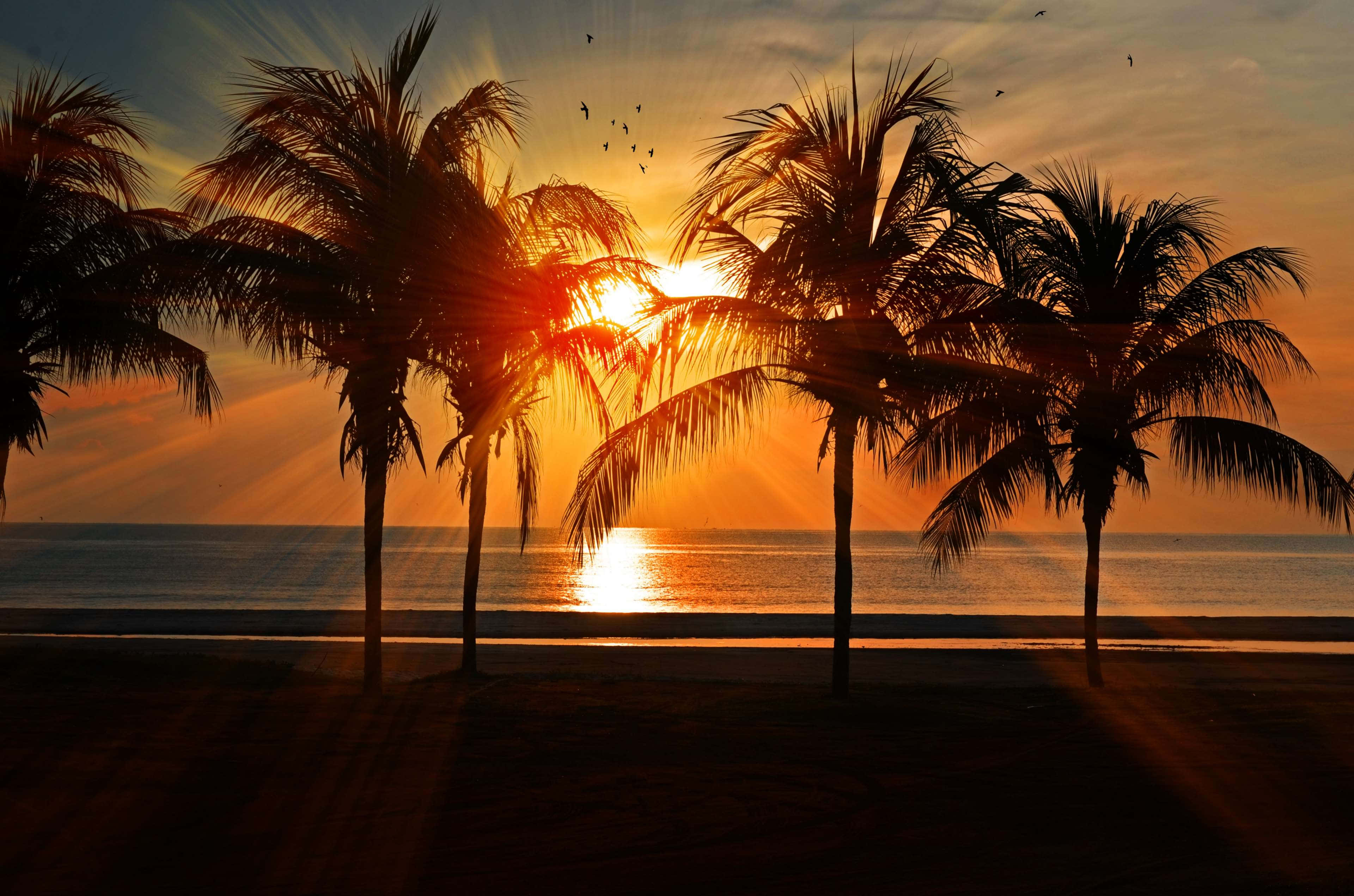 Coconut Tree 桌布 壁紙 — 棕櫚樹的剪影框住了平靜海面上燦爛的日落，鳥兒在上方飛翔。