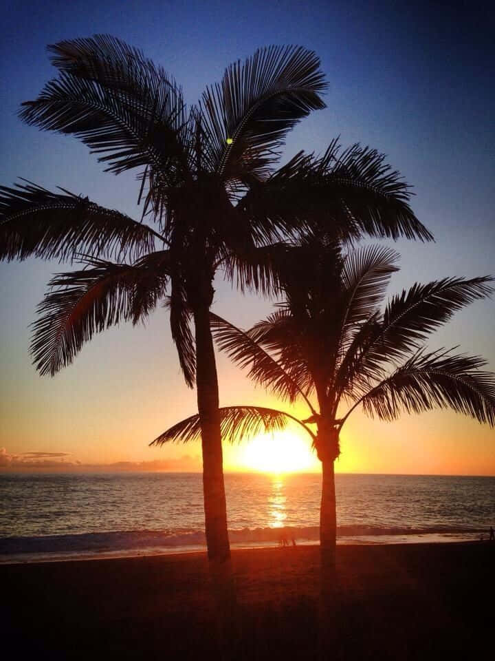 Palm Trees Beach 桌布 壁紙 — 棕櫚樹的剪影框住了平靜海面上金色的日出，營造出寧靜的海灘氛圍。