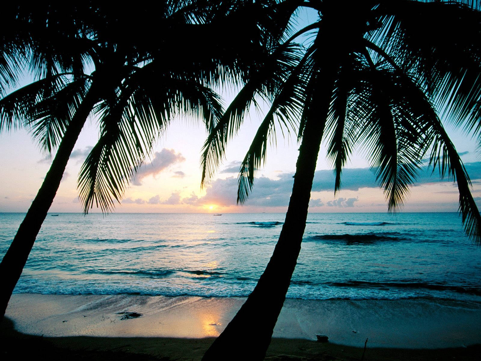 Barbados 桌布 壁紙 — 棕櫚樹的剪影框住了沙灘上碧綠海浪之上的寧靜日落。