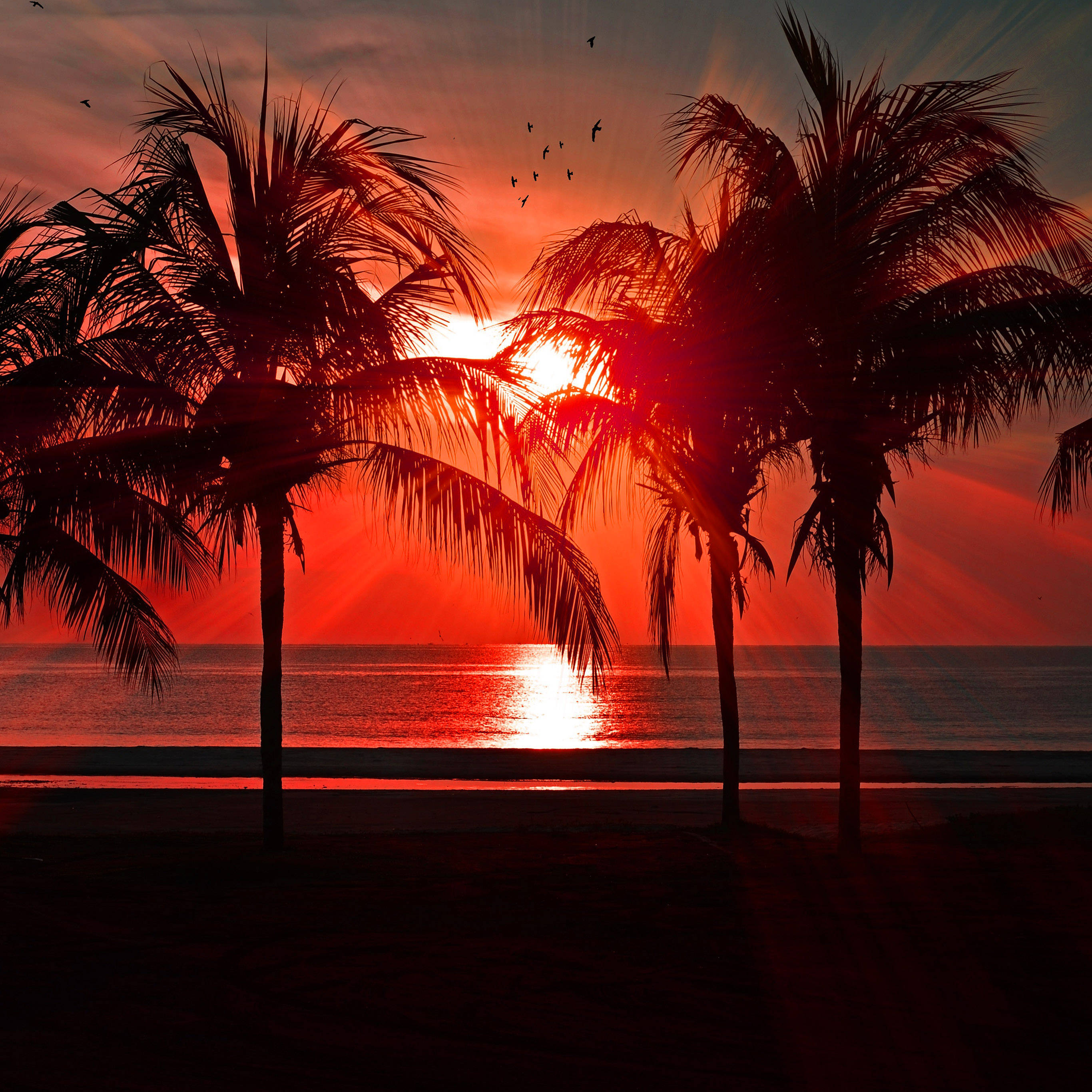 Summer iPad 桌布 壁紙 — 棕櫚樹的剪影框住了海洋上空火紅的日落，鳥兒在上方飛翔。