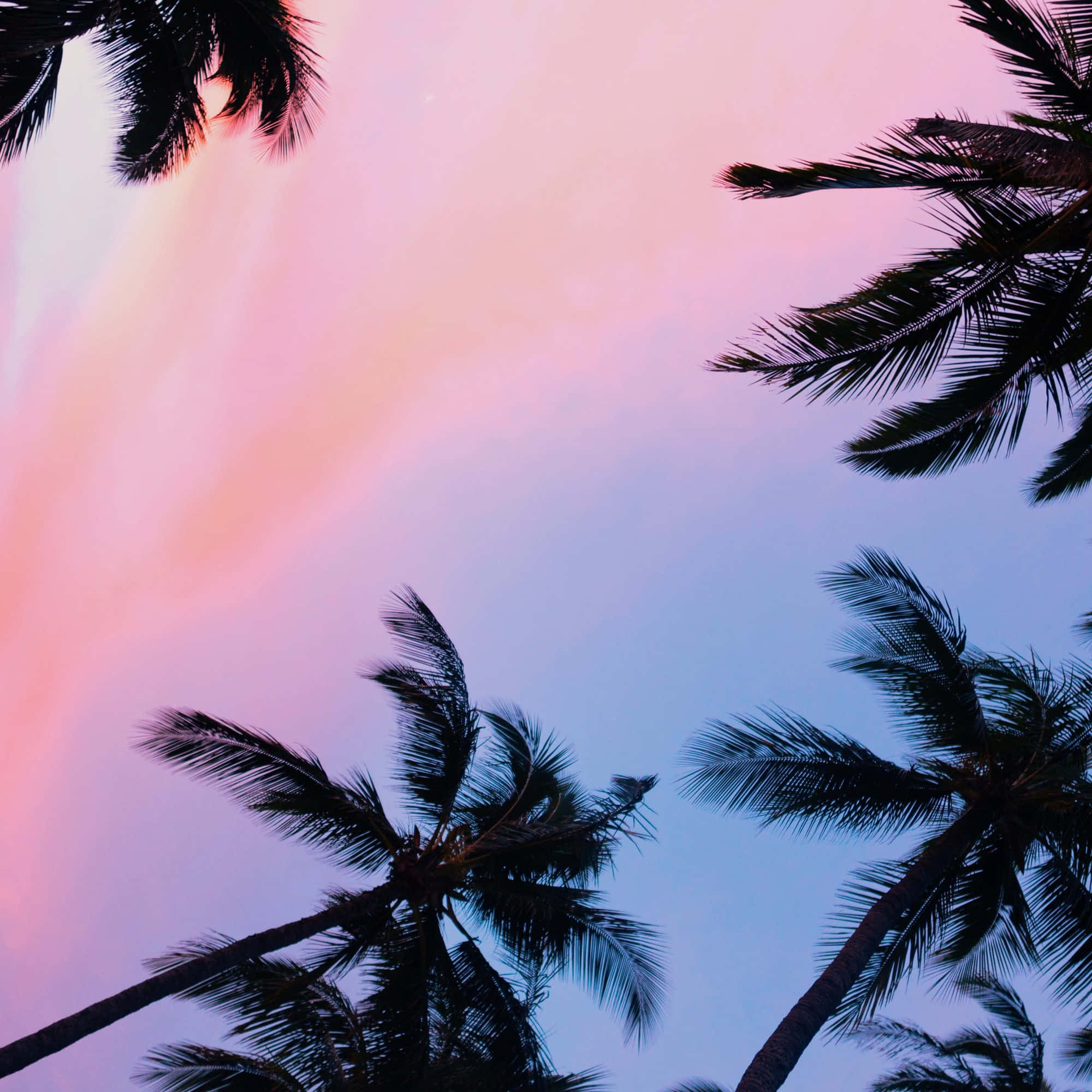 Tumblr California Desktop 桌布 壁紙 — 棕櫚樹的剪影框出了一片夢幻的暮色天空，塗上柔和的粉紅和薰衣草色調。