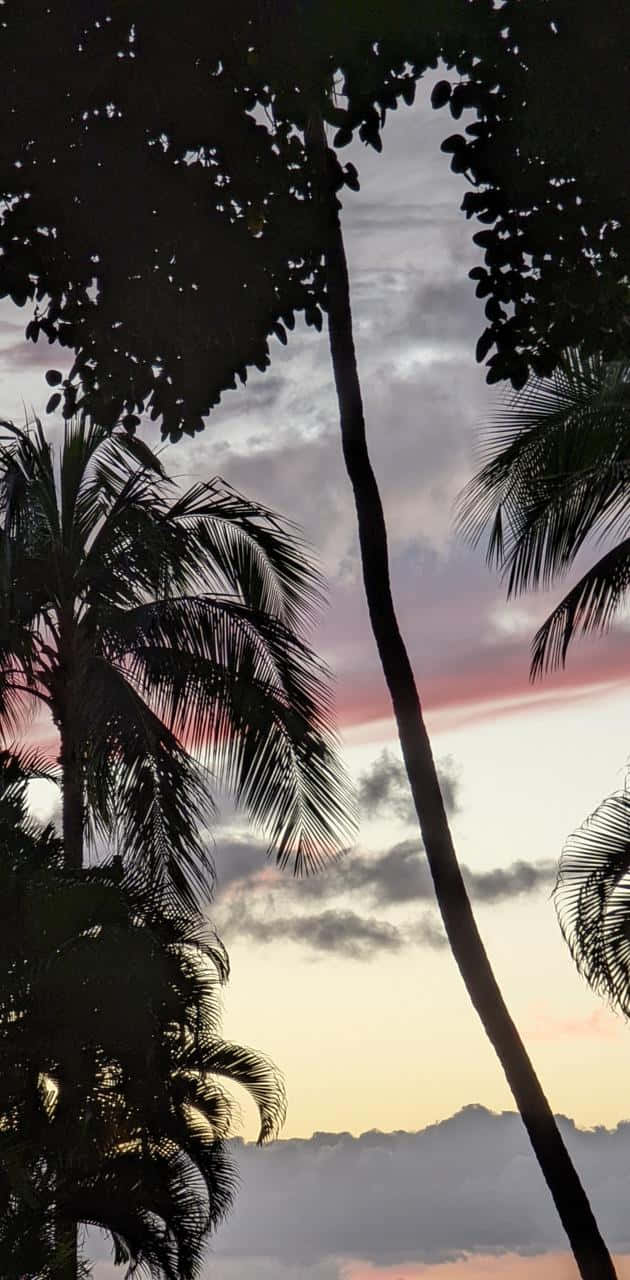 Cute Palm Tree 桌布 壁紙 — 棕櫚樹的剪影襯托著柔和的粉紅色和橙色日落天空，下方是遠山。