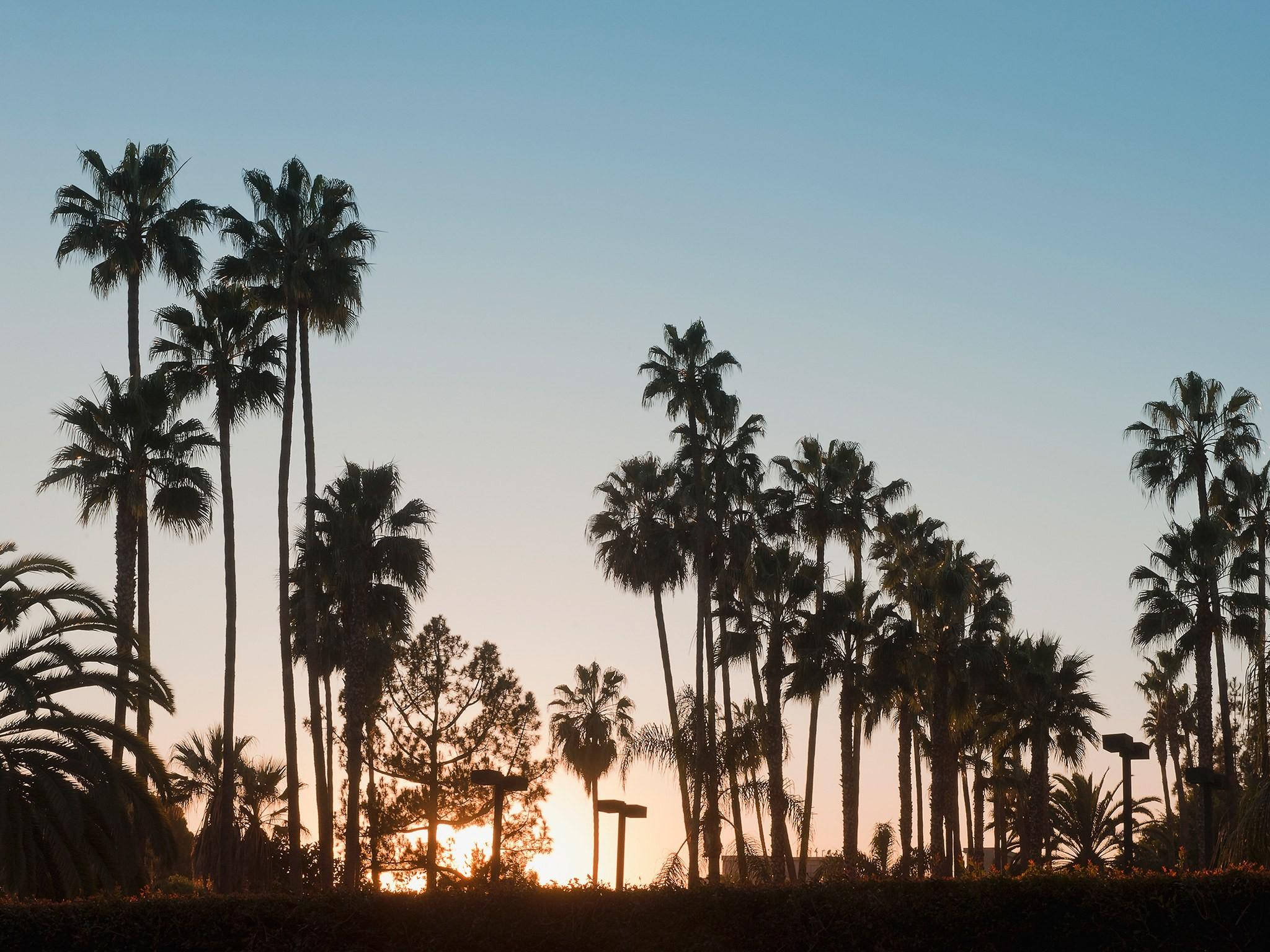 Venice Beach 桌布 壁紙 — 棕櫚樹的剪影高聳在漸變色的天空前，夕陽在它們身後落下，灑下溫暖的金色光芒。