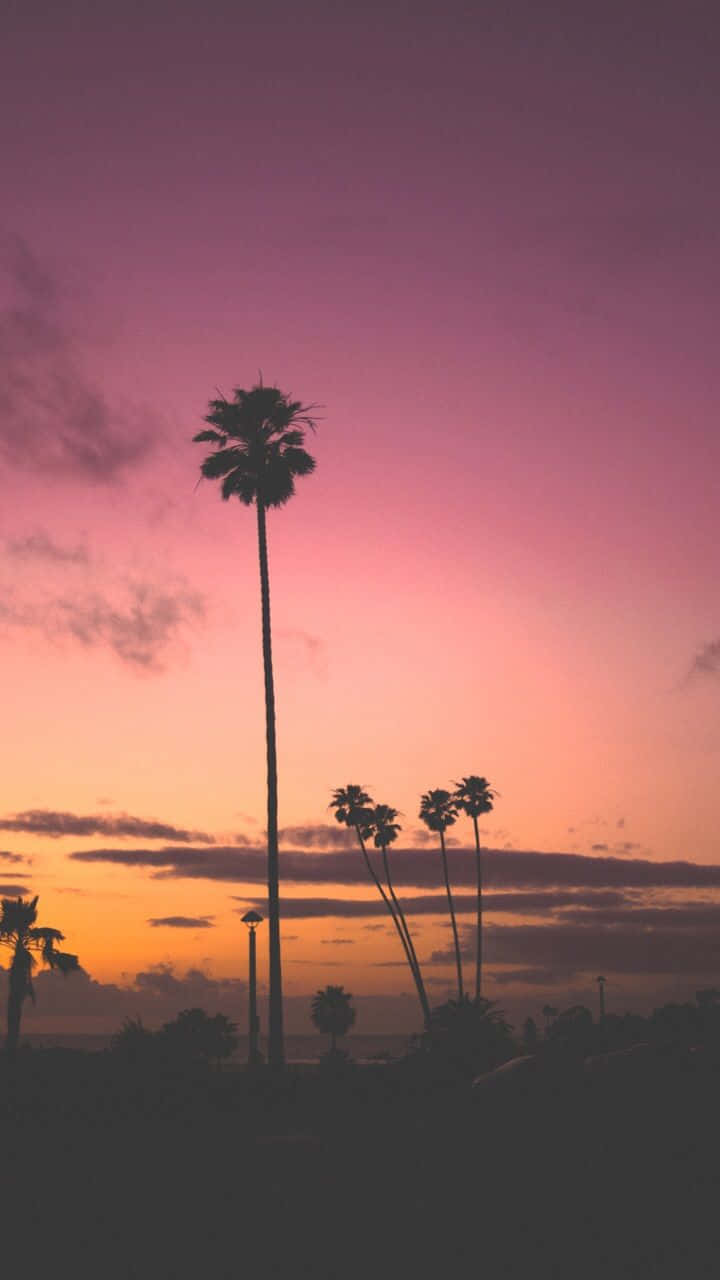 California Aesthetic 桌布 壁紙 — 棕櫚樹的剪影高高聳立，映襯著充滿活力的粉紅色和橙色日落天空，散佈著雲彩。