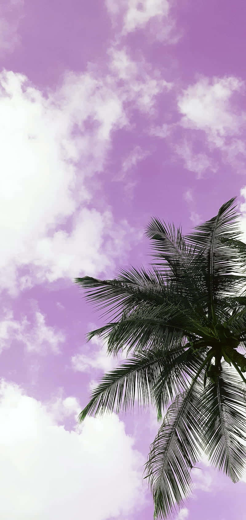棕櫚樹聳立於天空與雲朵之間 壁紙