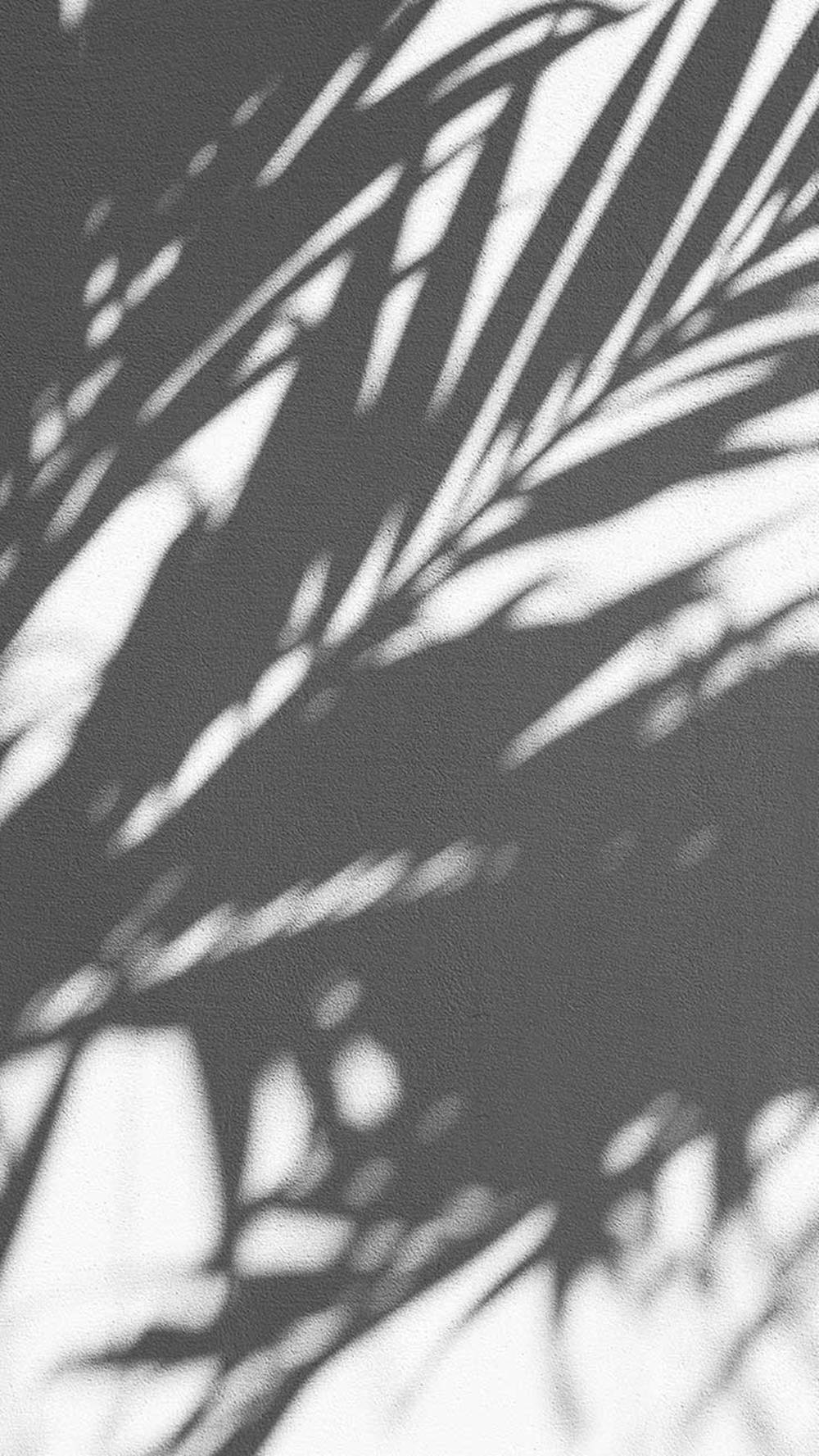 Silhouette 桌布 壁紙 — 棕櫚葉在紋理牆上投射出戲劇性的黑白陰影，形成大膽的幾何圖案。