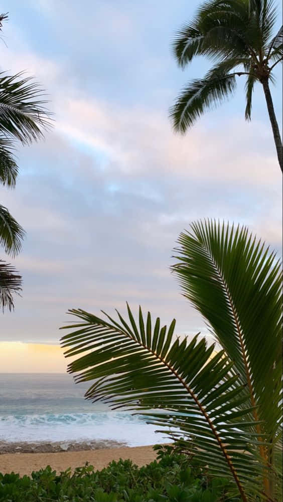 Hawaii iPhone 桌布 壁紙 — 棕櫚葉框住一個寧靜的海灘，夕陽西下，輕柔的海浪和柔和粉彩的天空。