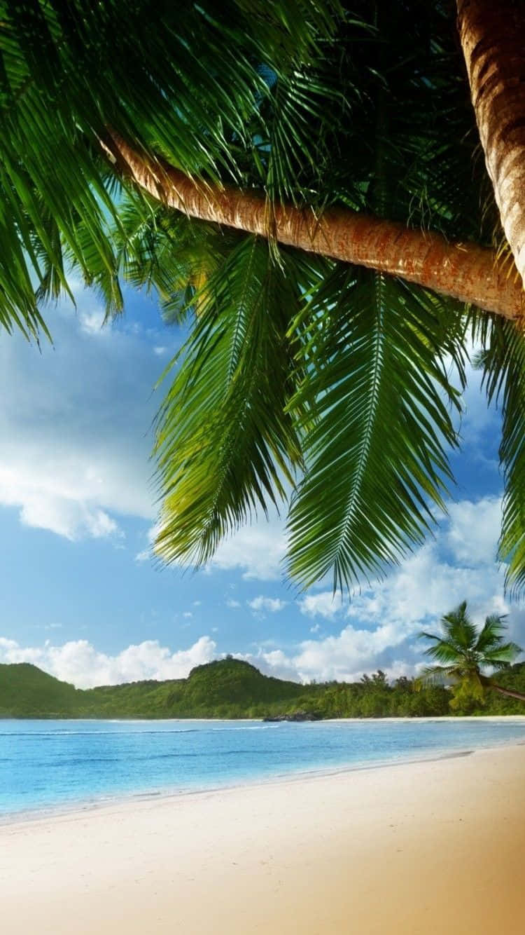 Palm Trees Beach 桌布 壁紙 — 棕櫚葉框住一片碧綠海洋與白色沙灘相接，上方是晴朗藍天和蓬鬆白雲。