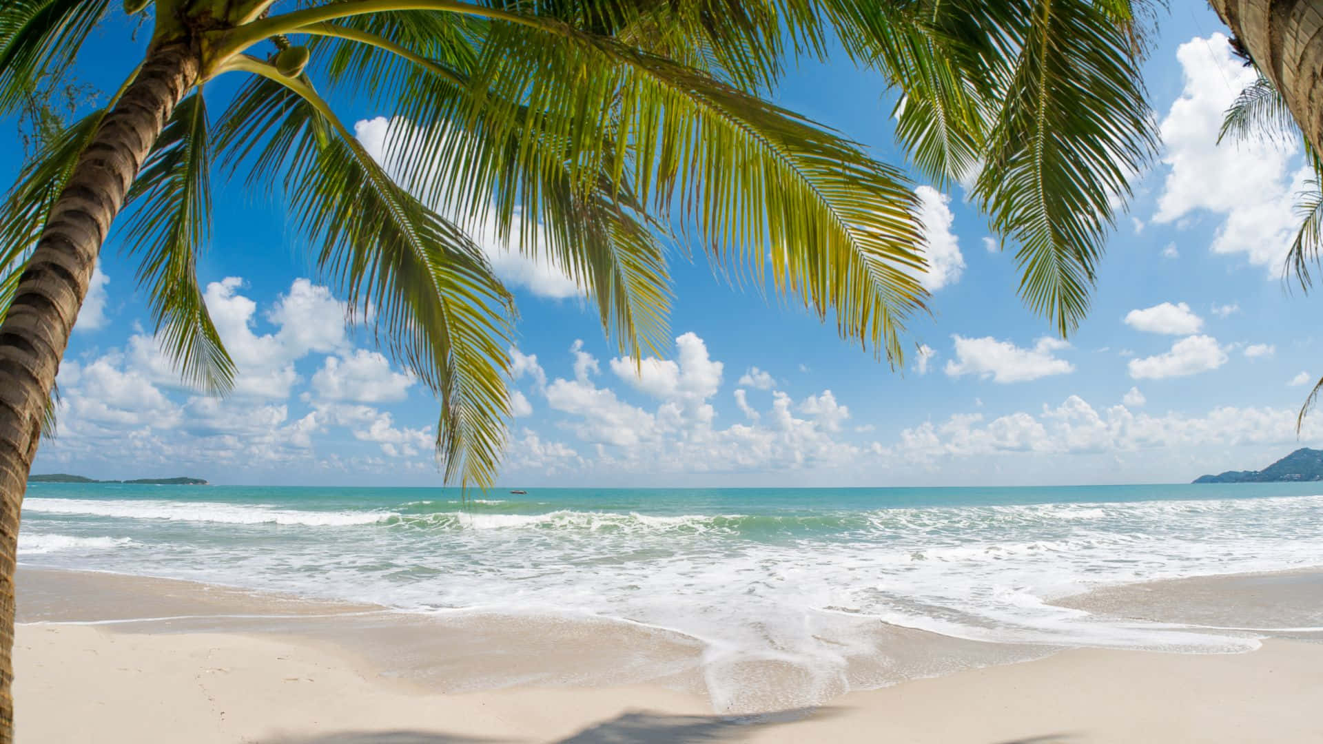 夏天 桌布 壁紙 — 棕櫚葉框住的熱帶海灘場景，碧綠色的海浪拍打著白色沙灘，上方是明亮的藍天。