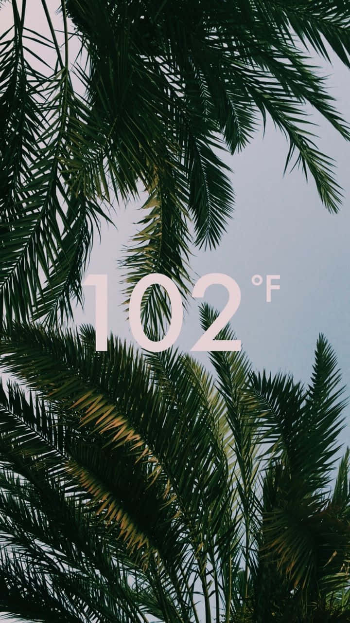 夏天 桌布 壁紙 — 棕櫚葉框住蒼白的天空，在炎熱的夏季背景下，粗體白色文字顯示 102°F。