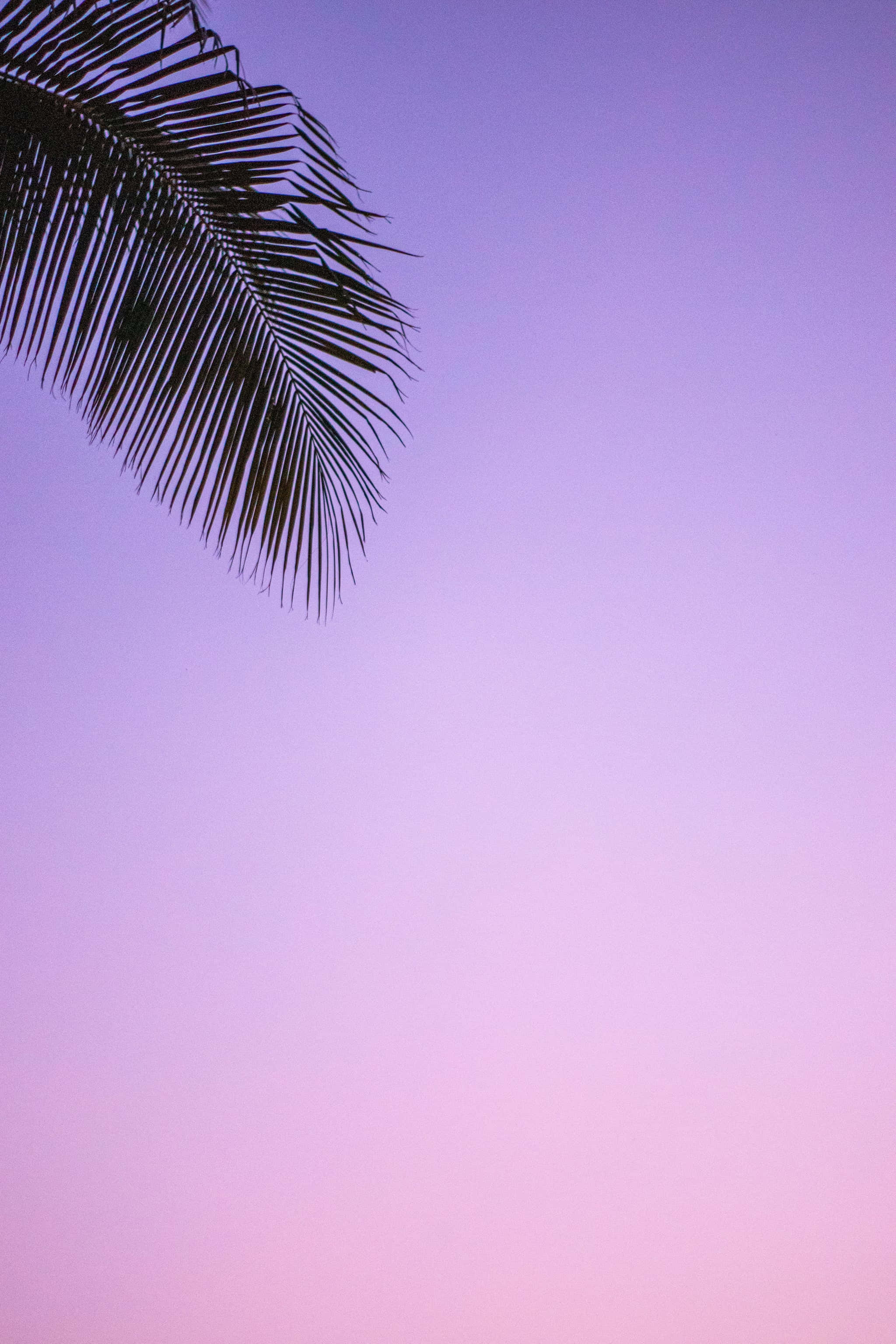 美學 iPhone 壁紙 桌布 壁紙 — 棕櫚葉的剪影，背景是柔和的紫色和粉紅色漸層黃昏天空。